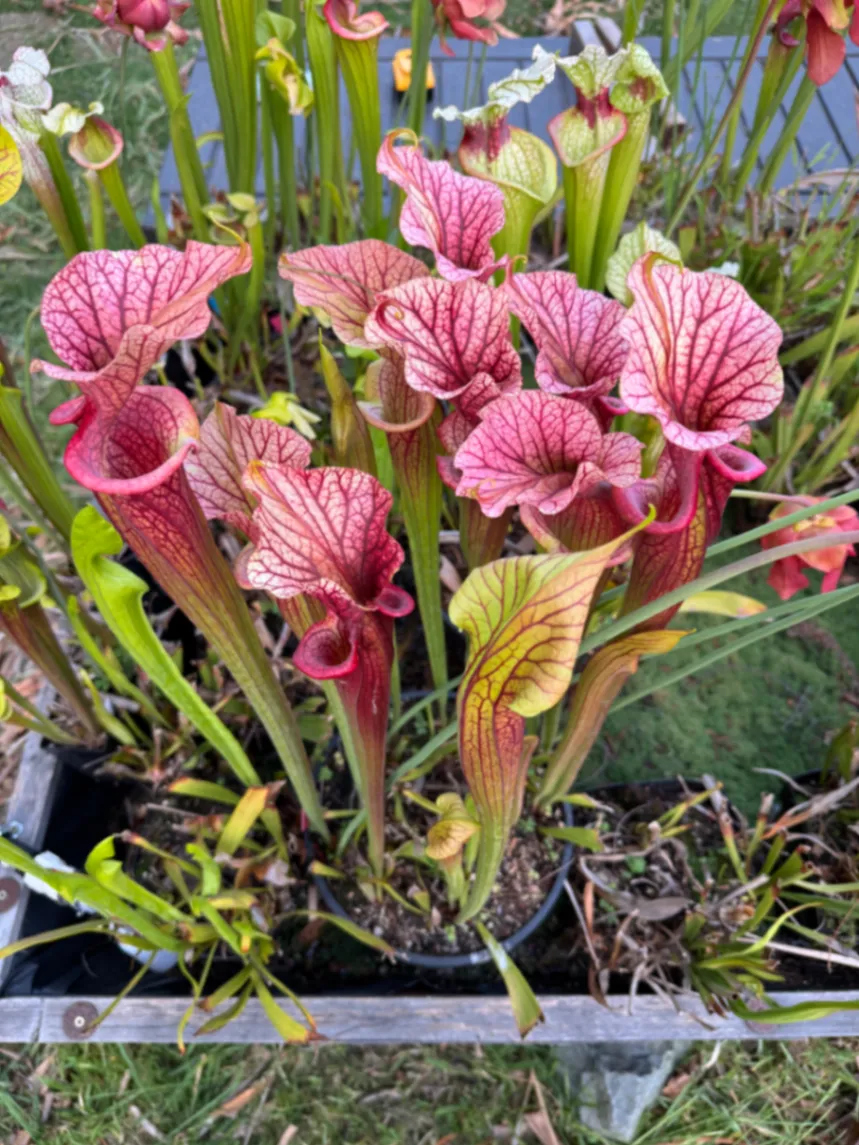 Sarracenia moorei by David