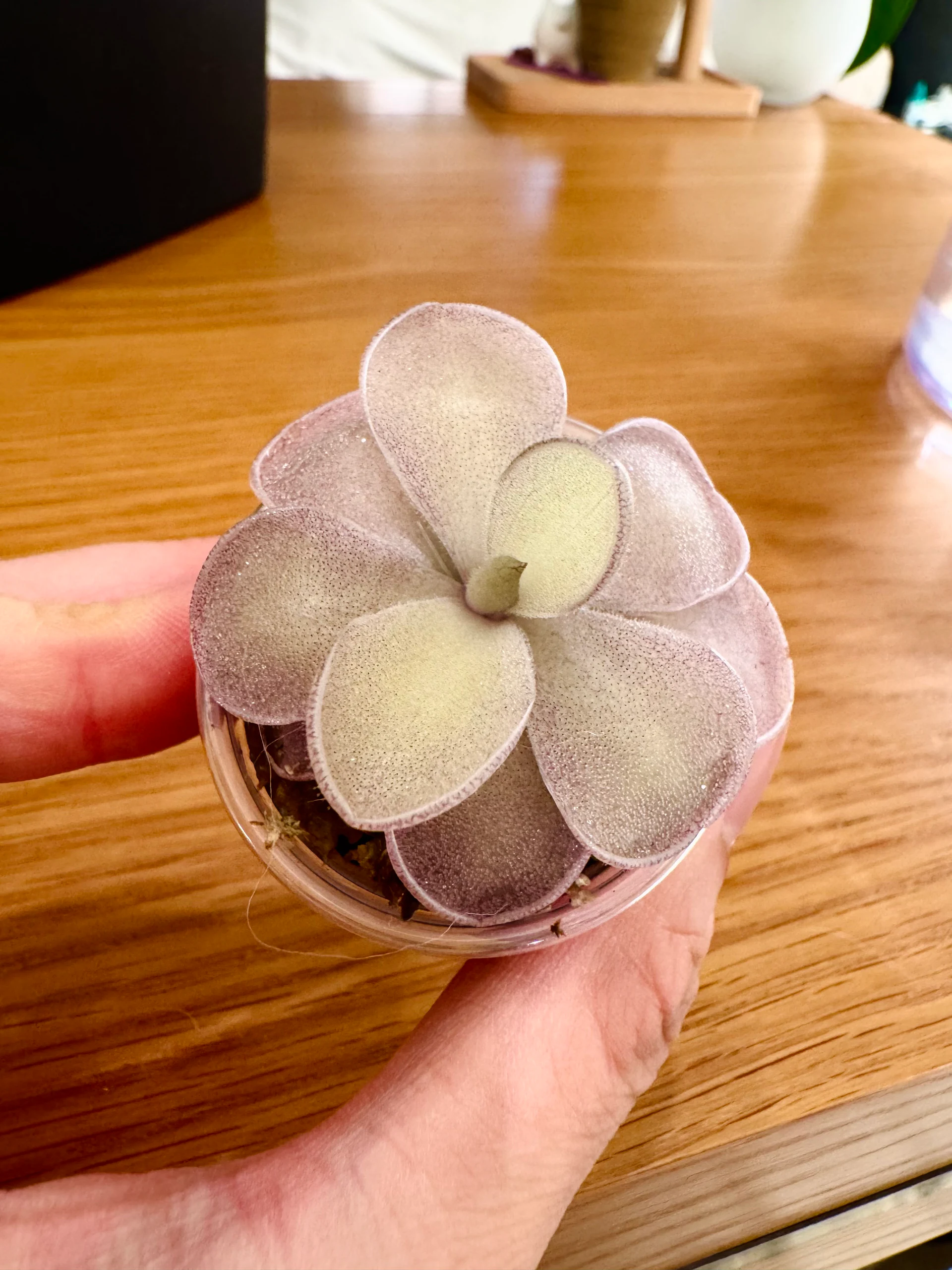 Pinguicula Giga X Cyclosecta by Labuleaf