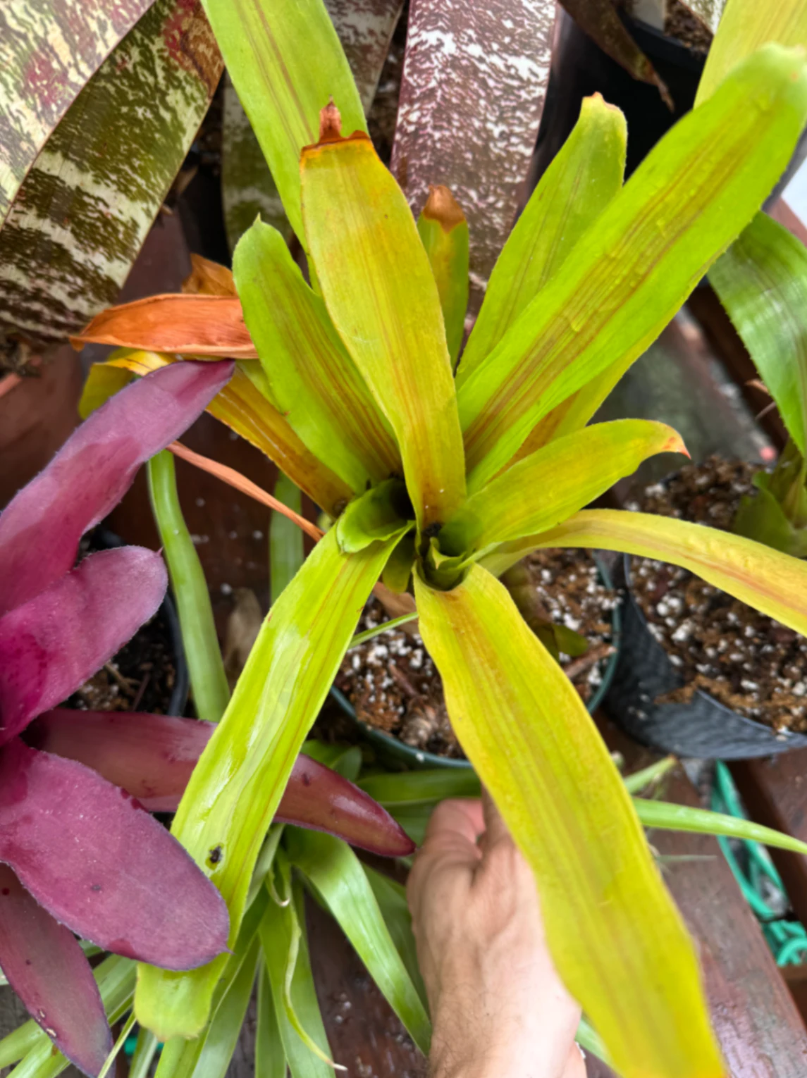 Aechmea Red Ribbon by David