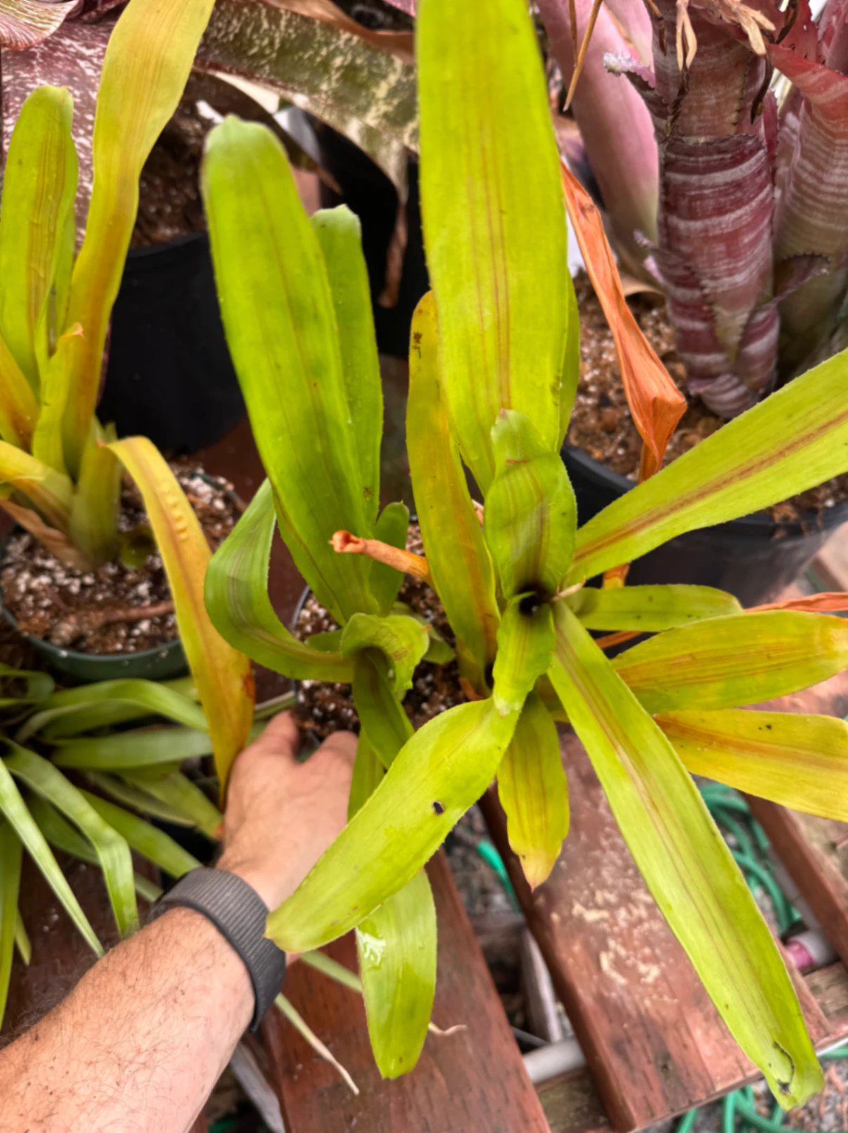 Aechmea Red Ribbon by David