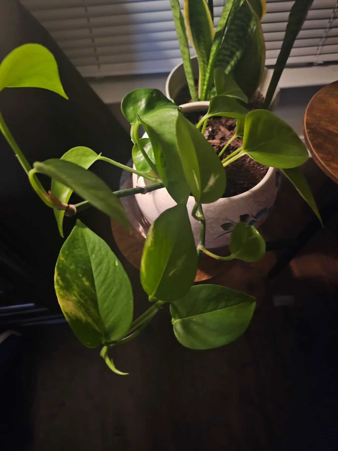 Epipremnum aureum 'Golden' by Mslatinatx73