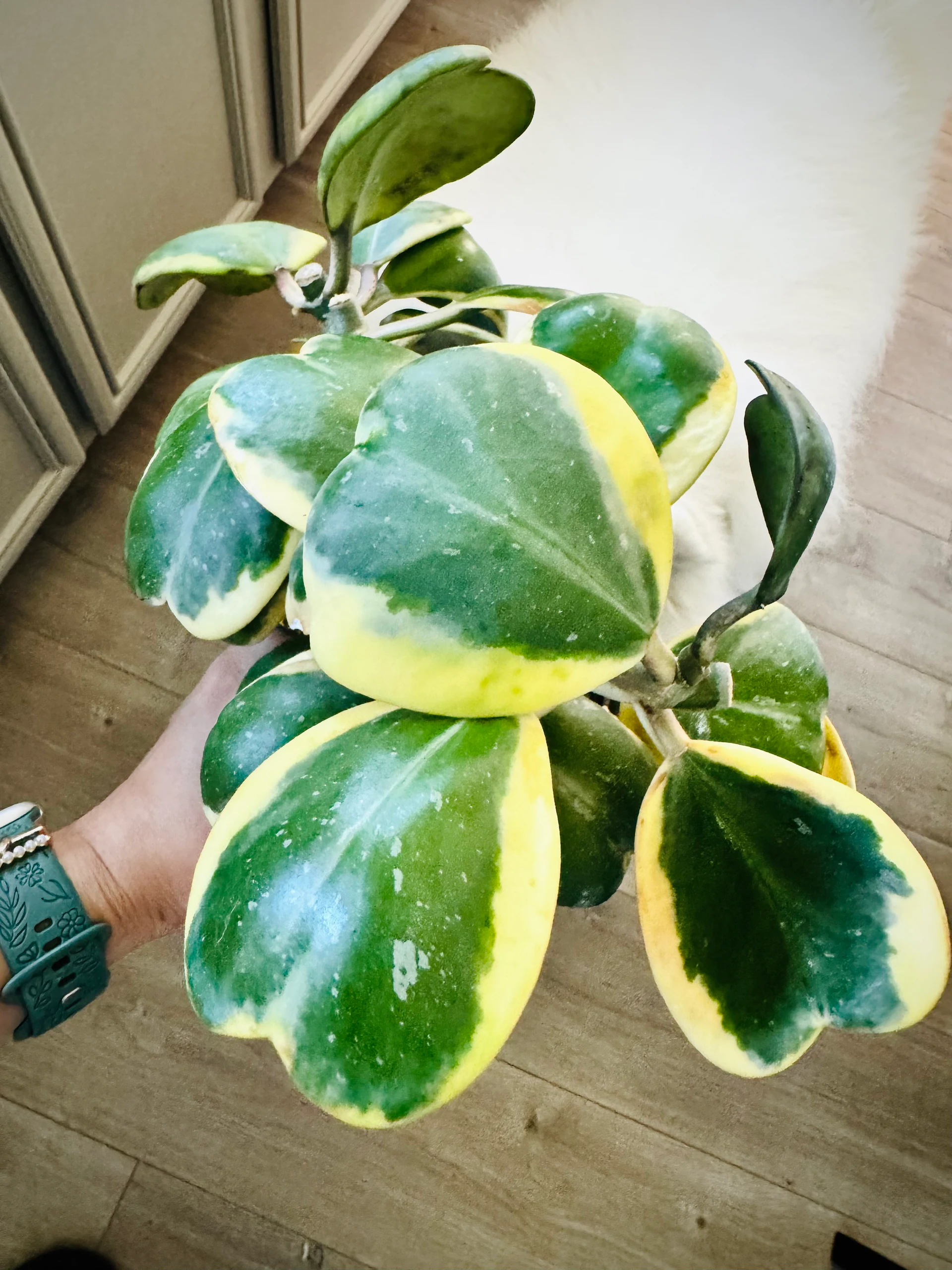 Hoya kerrii 'Albovariegata' by Labuleaf
