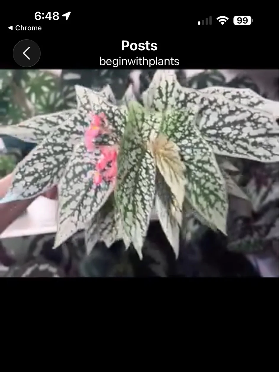 Begonia 'Cat Ears' by NashvilleNDP