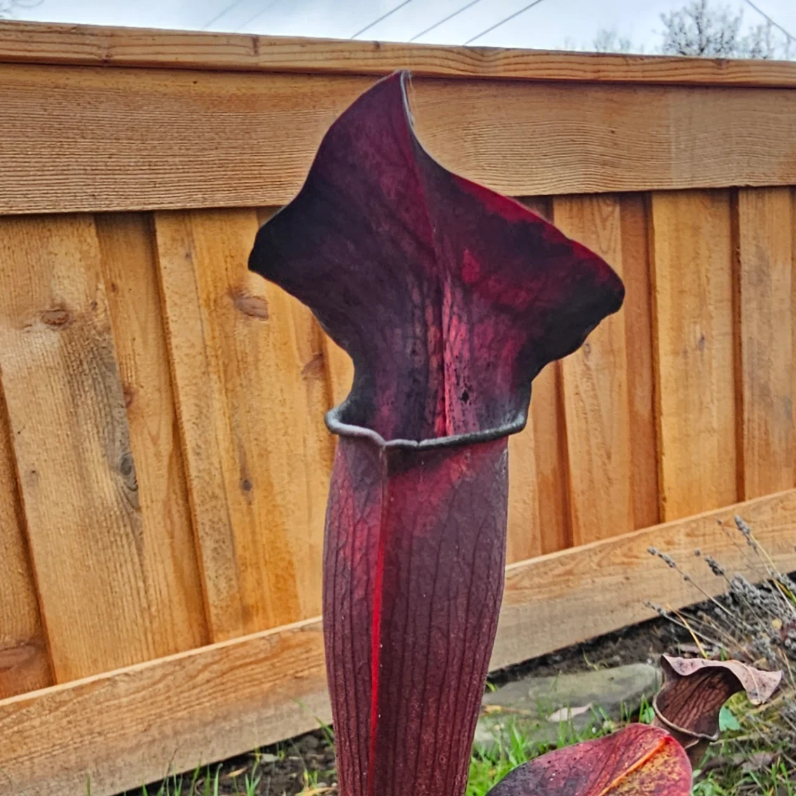 Sarracenia alata 'Orthus' by aaaamory