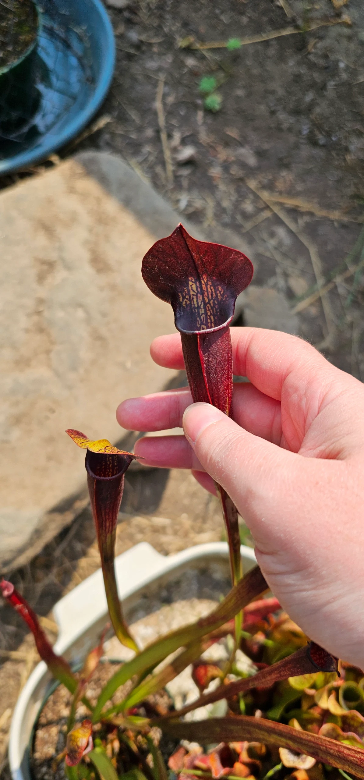Sarracenia alata 'Orthus' by aaaamory