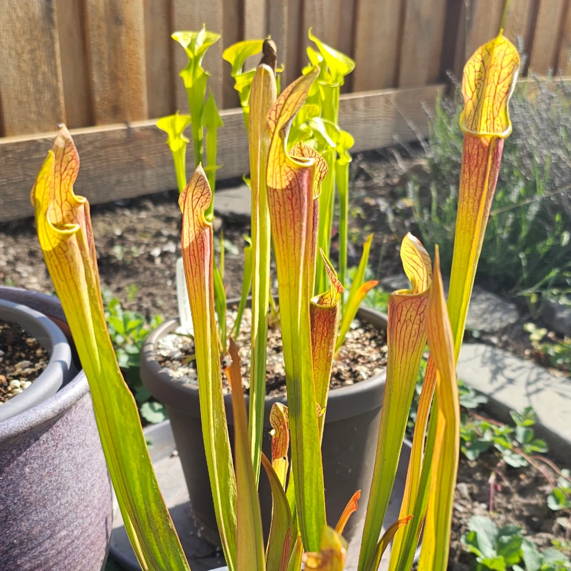 Sarracenia alata 'Orthus' by aaaamory