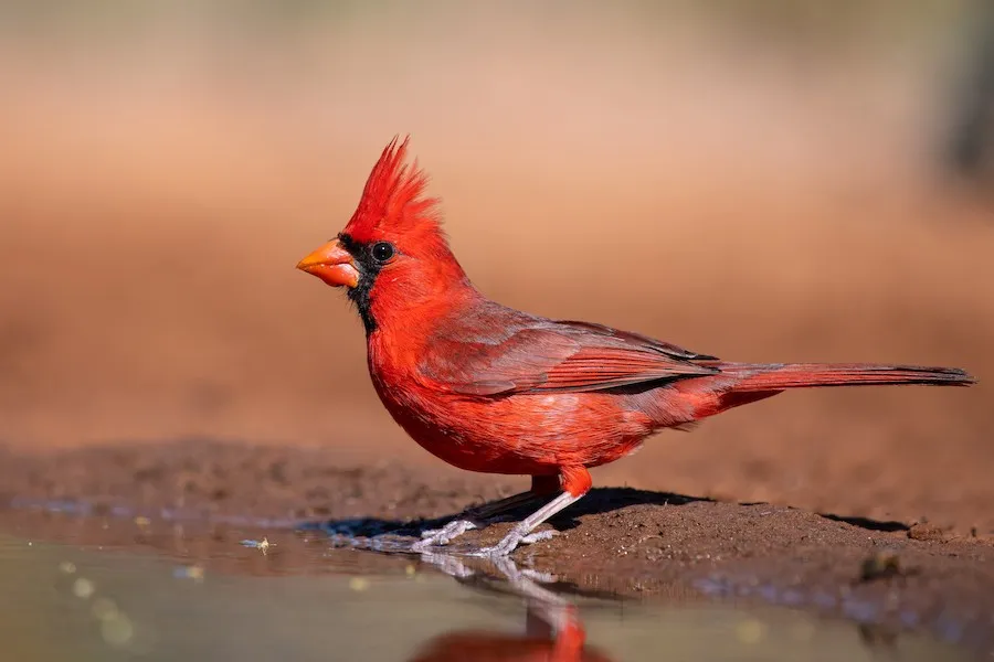 Northern Cardinal Cardinalis cardinalis by genevieve