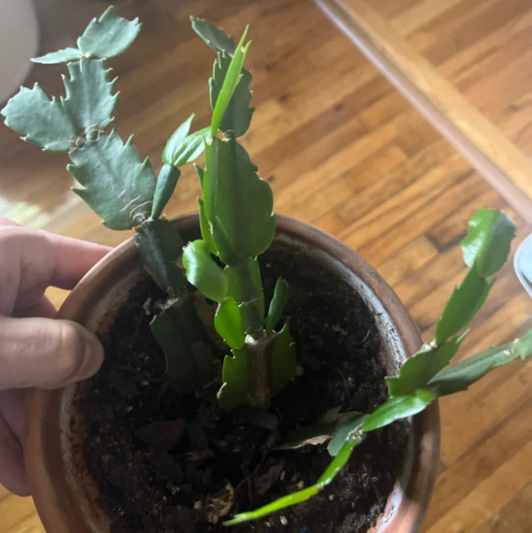 Schlumbergera truncata by joshchristoffersen