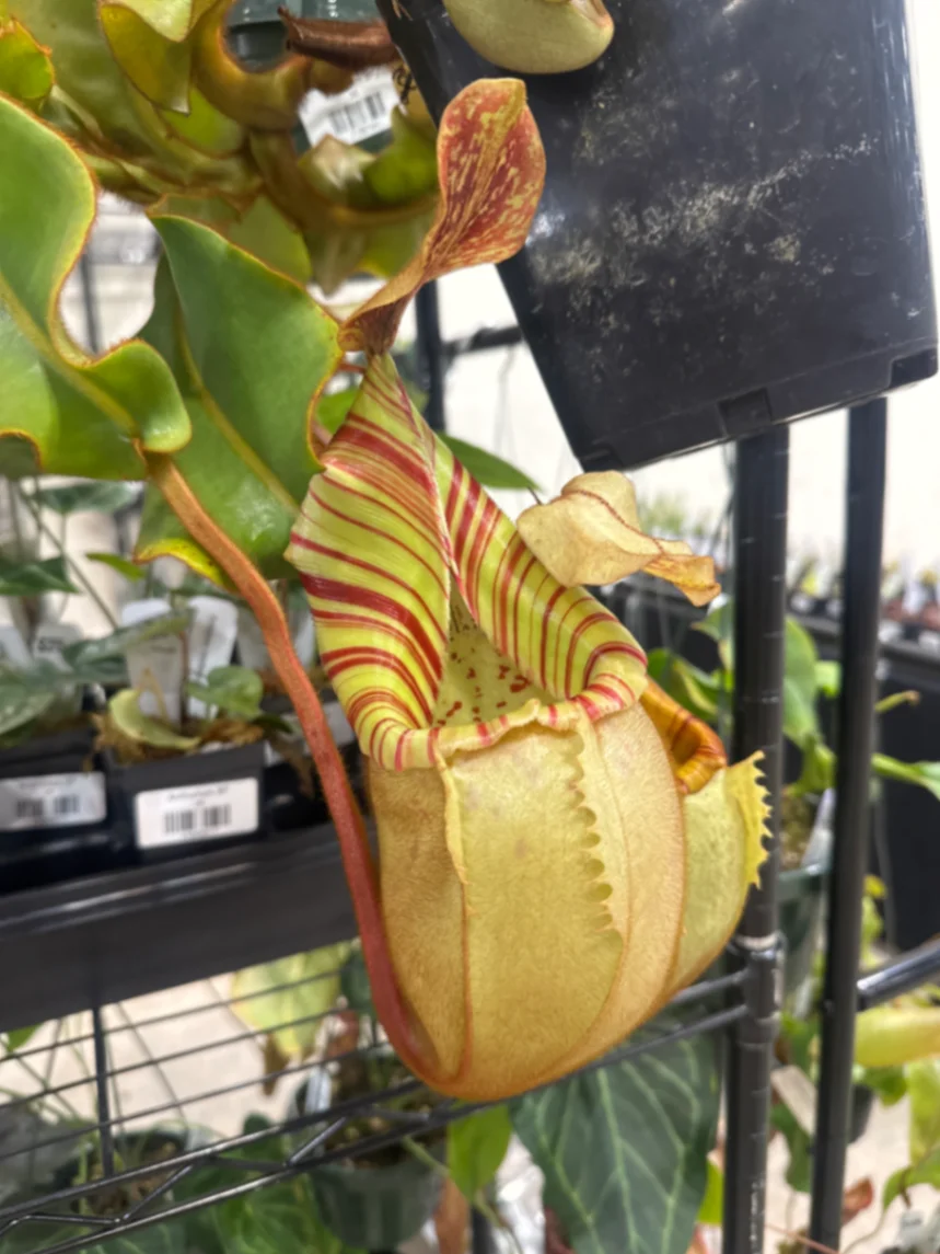 Nepenthes veitchii by David