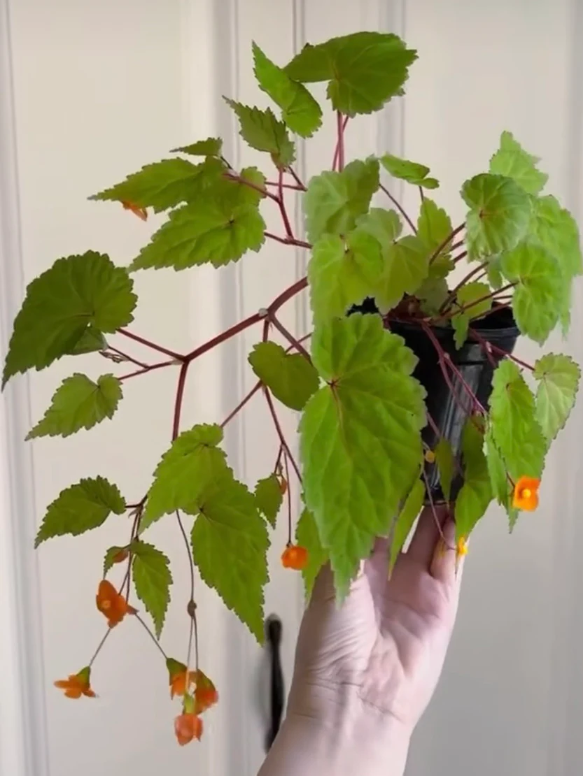 Begonia Papaya sutherlandii by NashvilleNDP