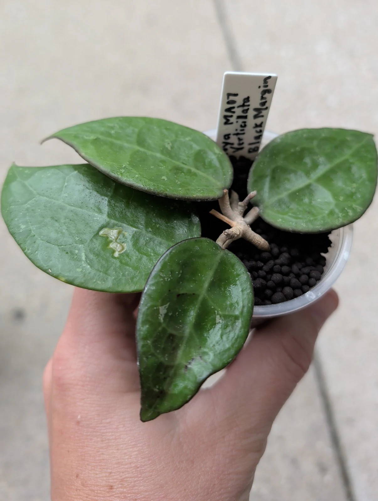 Hoya verticillata 'Black Margin' by meg