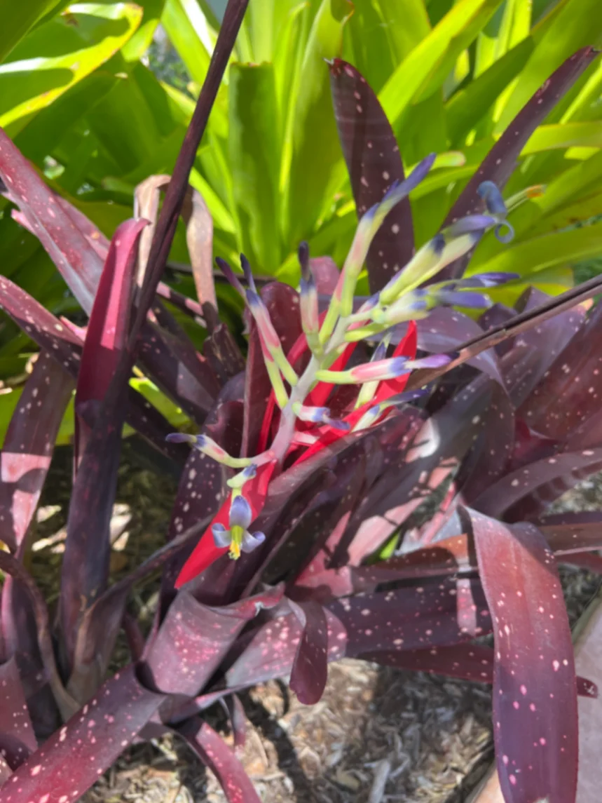 Billbergia Hallelujah by markymark