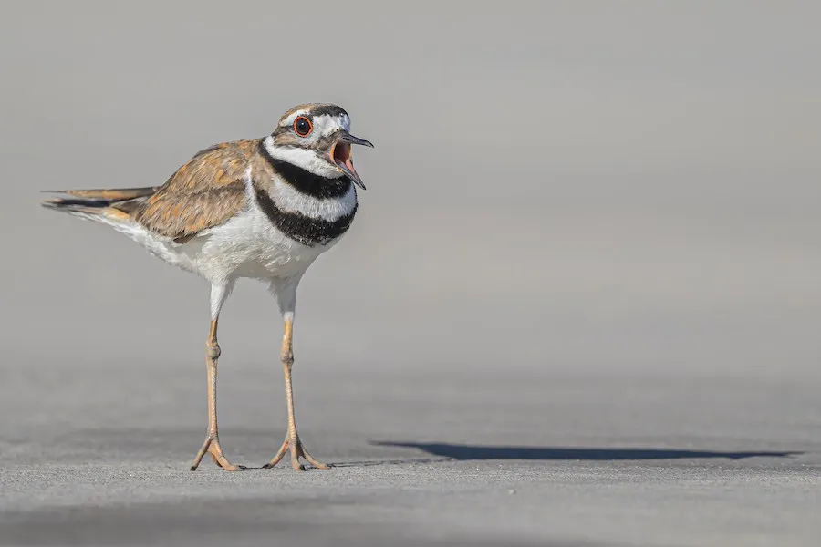 Killdeer Charadrius vociferus by genevieve