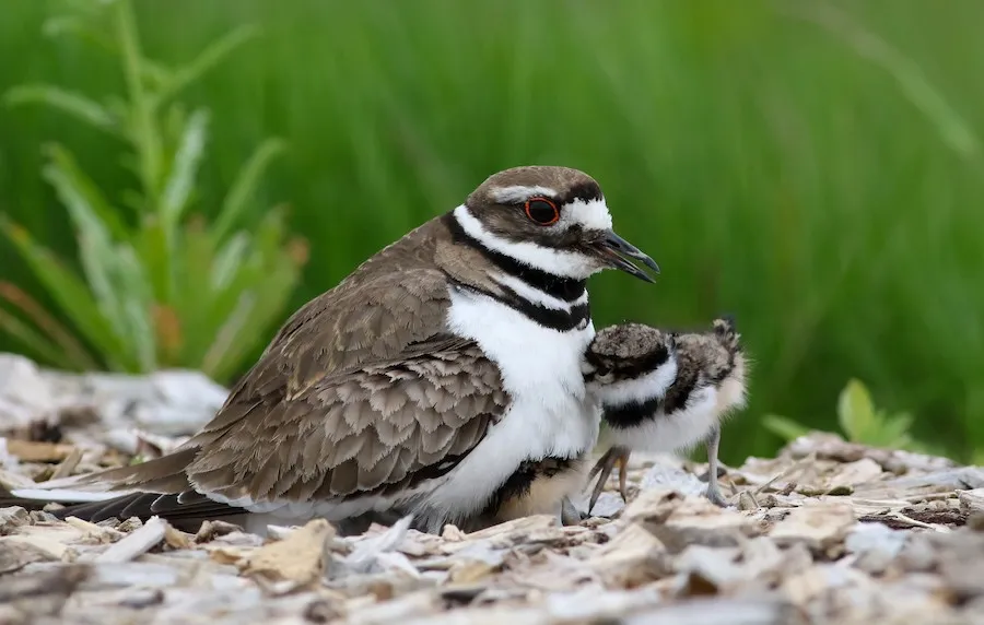 Killdeer Charadrius vociferus by genevieve
