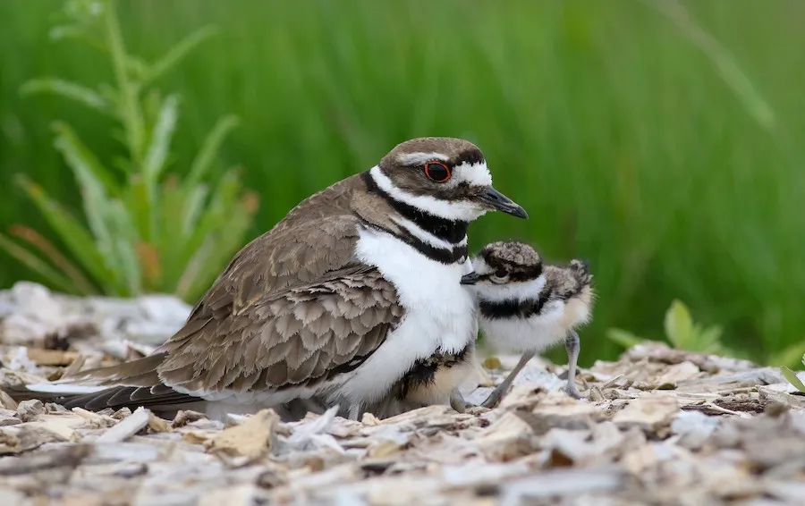 Killdeer Charadrius vociferus by genevieve