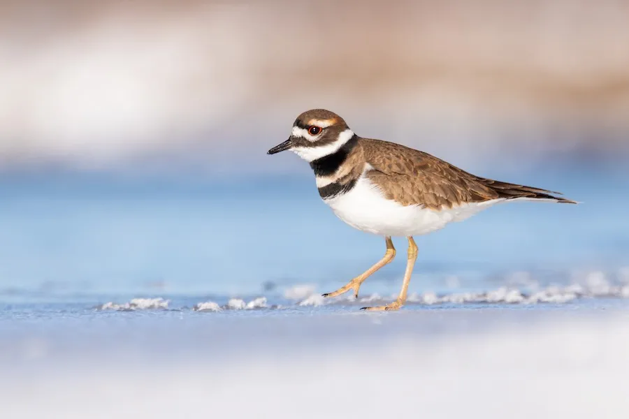 Killdeer Charadrius vociferus by genevieve