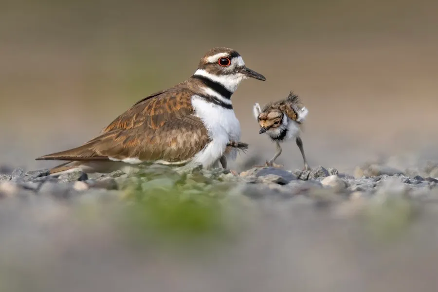 Killdeer Charadrius vociferus by genevieve