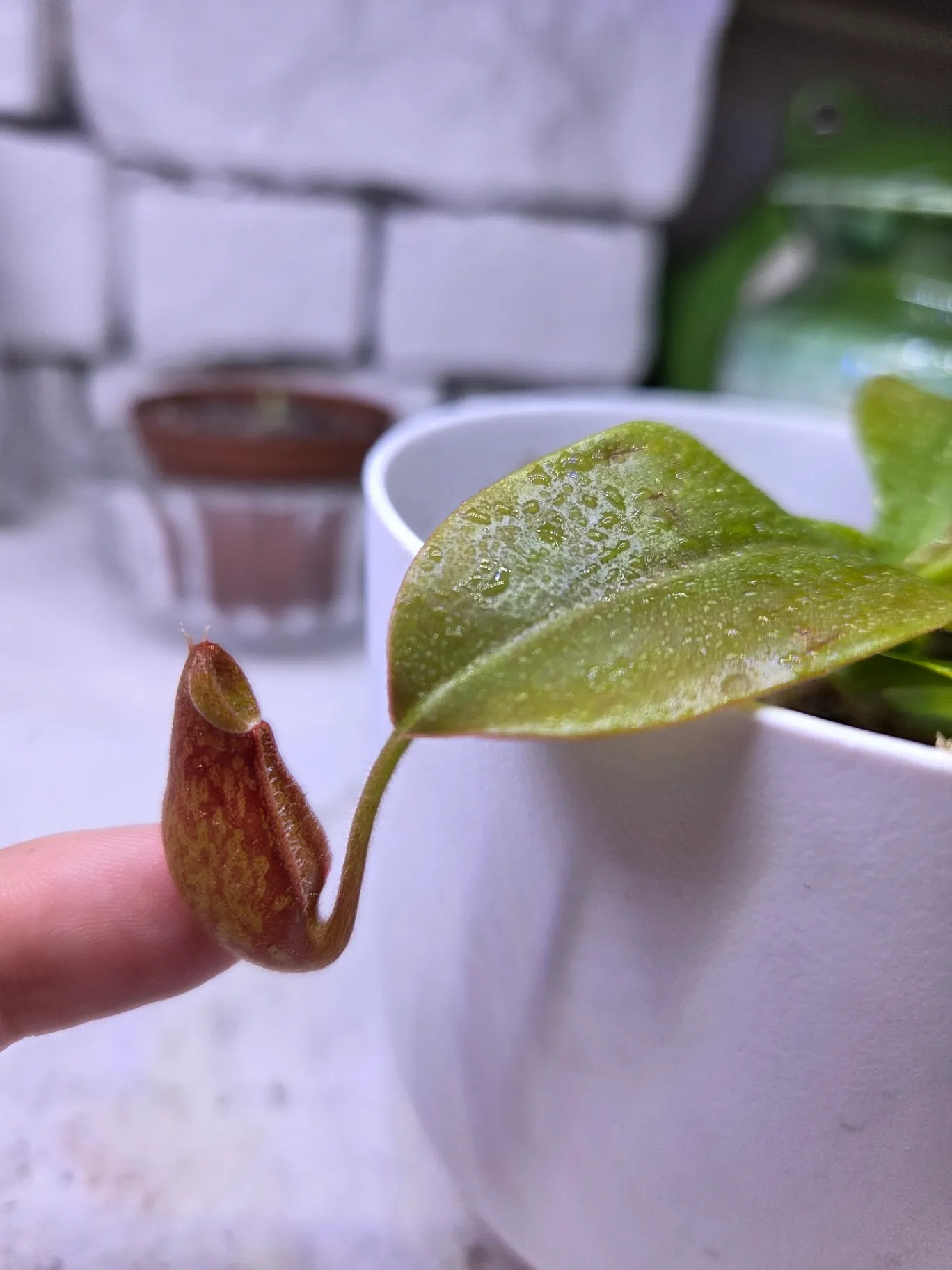 Nepenthes Gaya by Sticky_Carnis