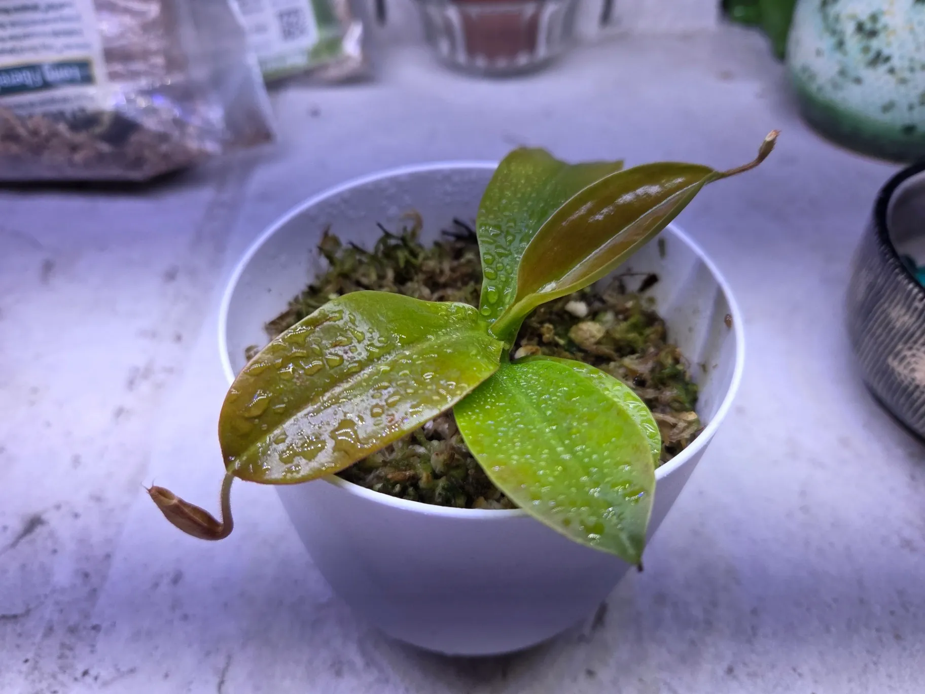 Nepenthes Gaya by Sticky_Carnis