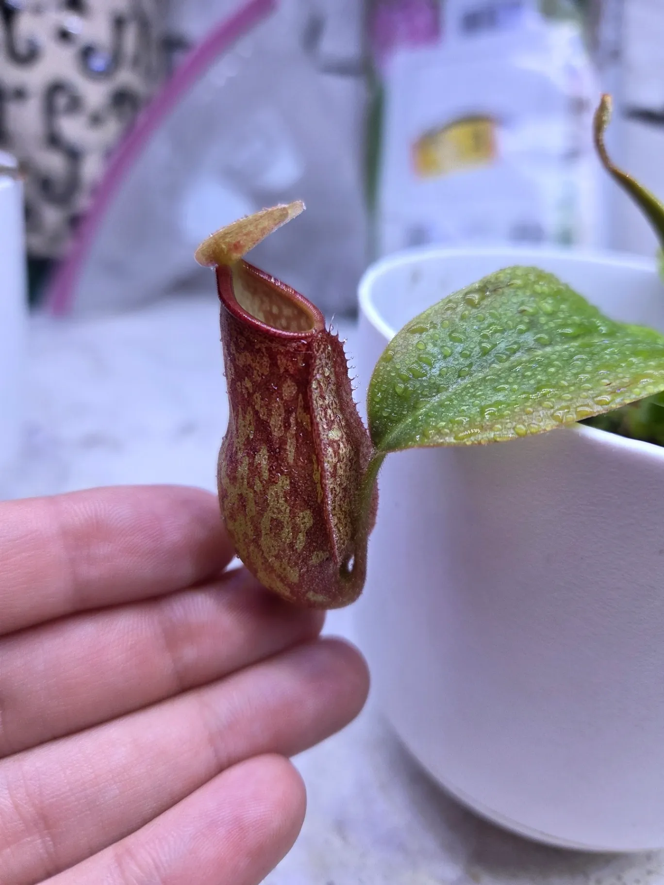 Nepenthes Gaya by Sticky_Carnis