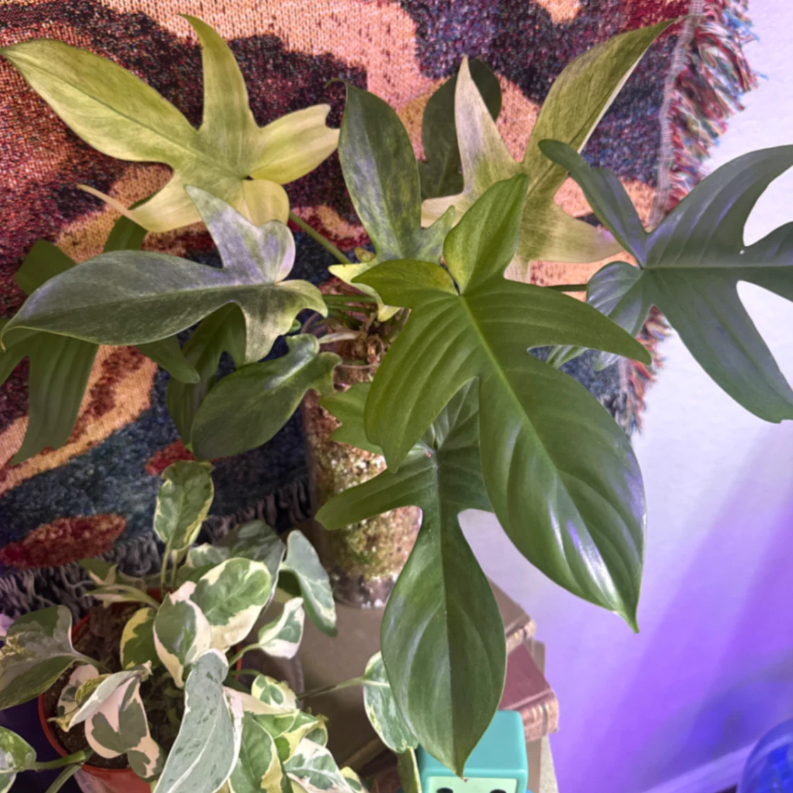 Philodendron pedatum 'Florida Ghost' by kkalekas
