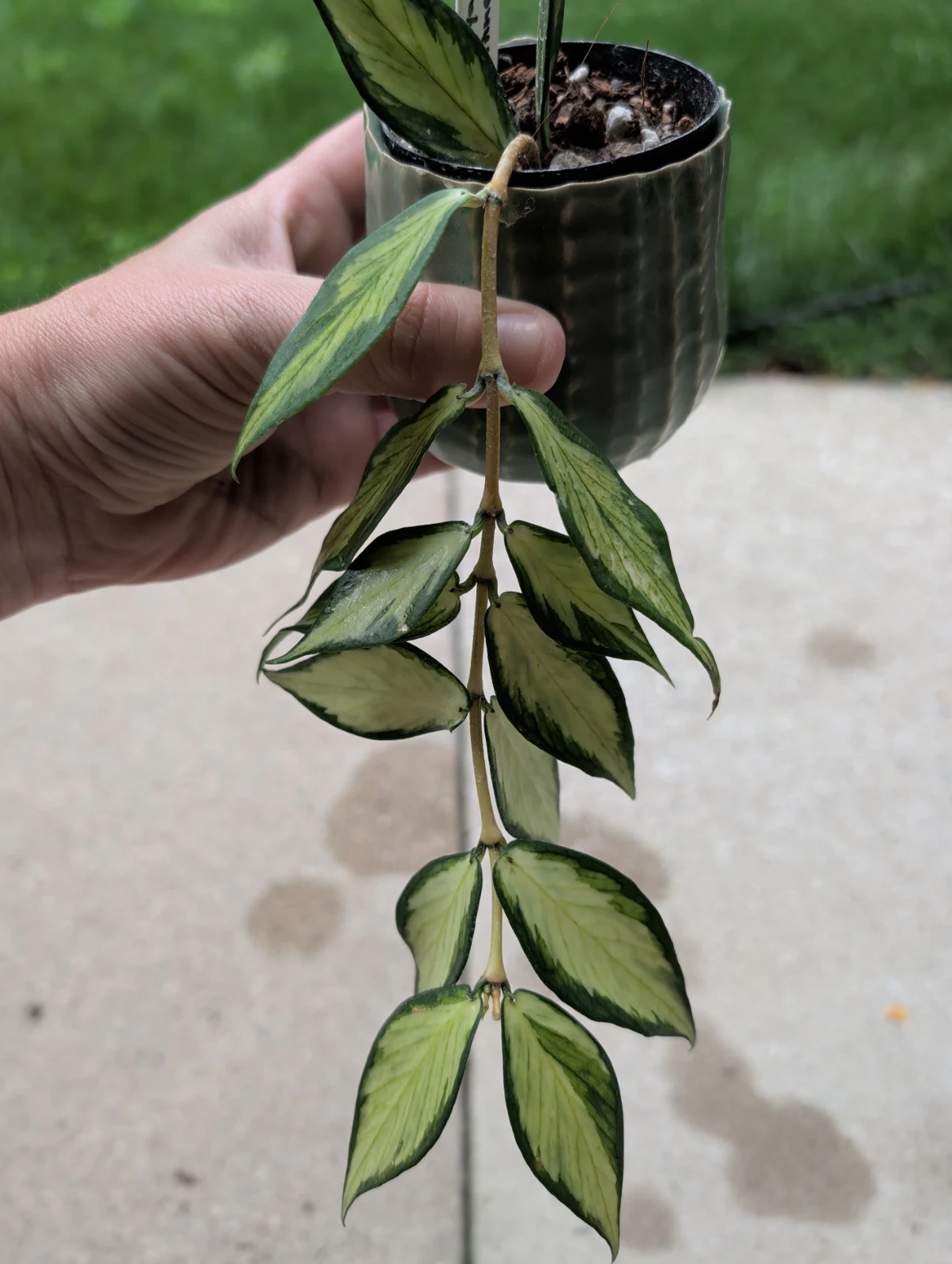Hoya polyneura 'Inner Variegated' by meg