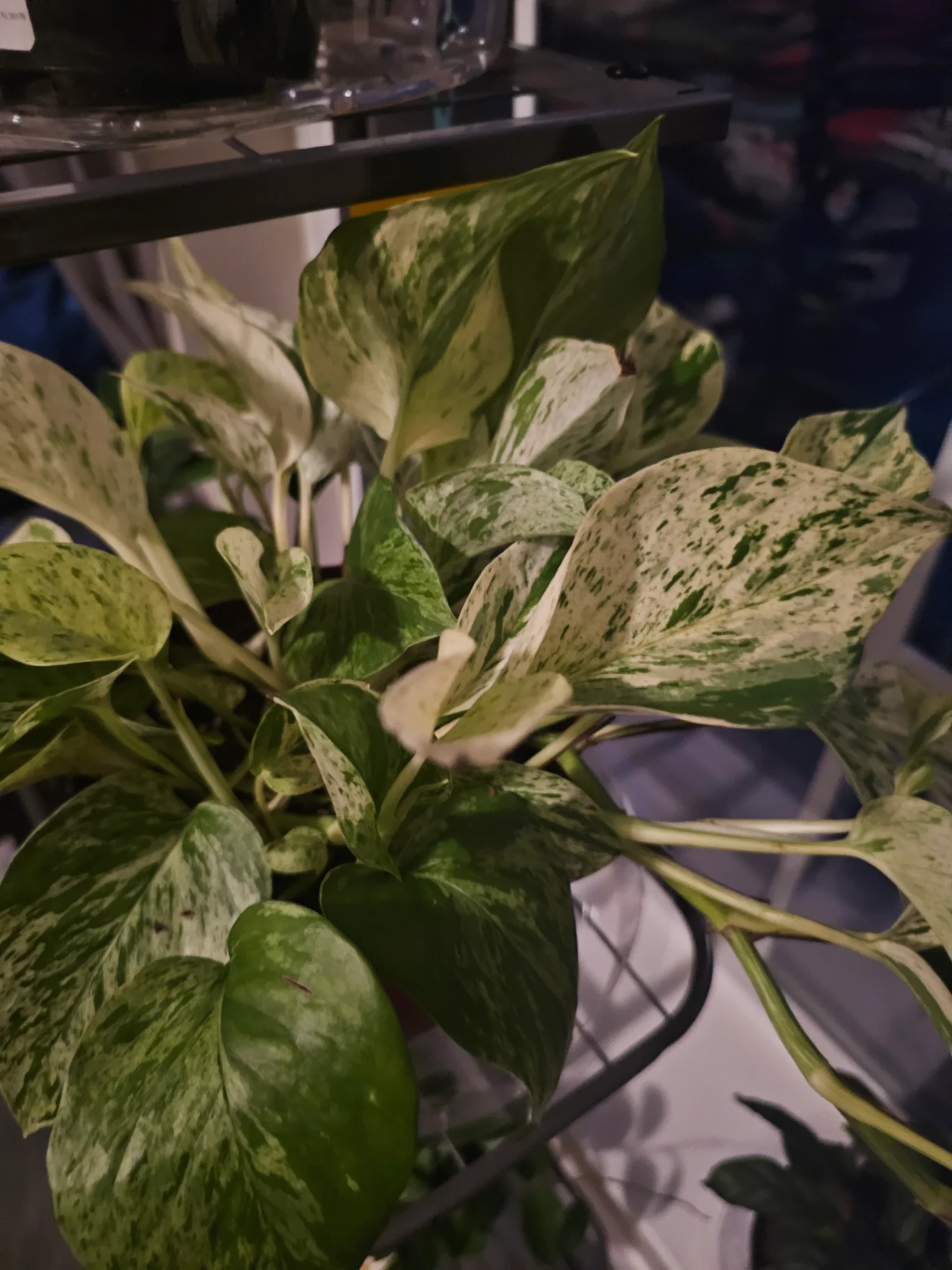 Epipremnum aureum 'Marble Queen' by Mslatinatx73