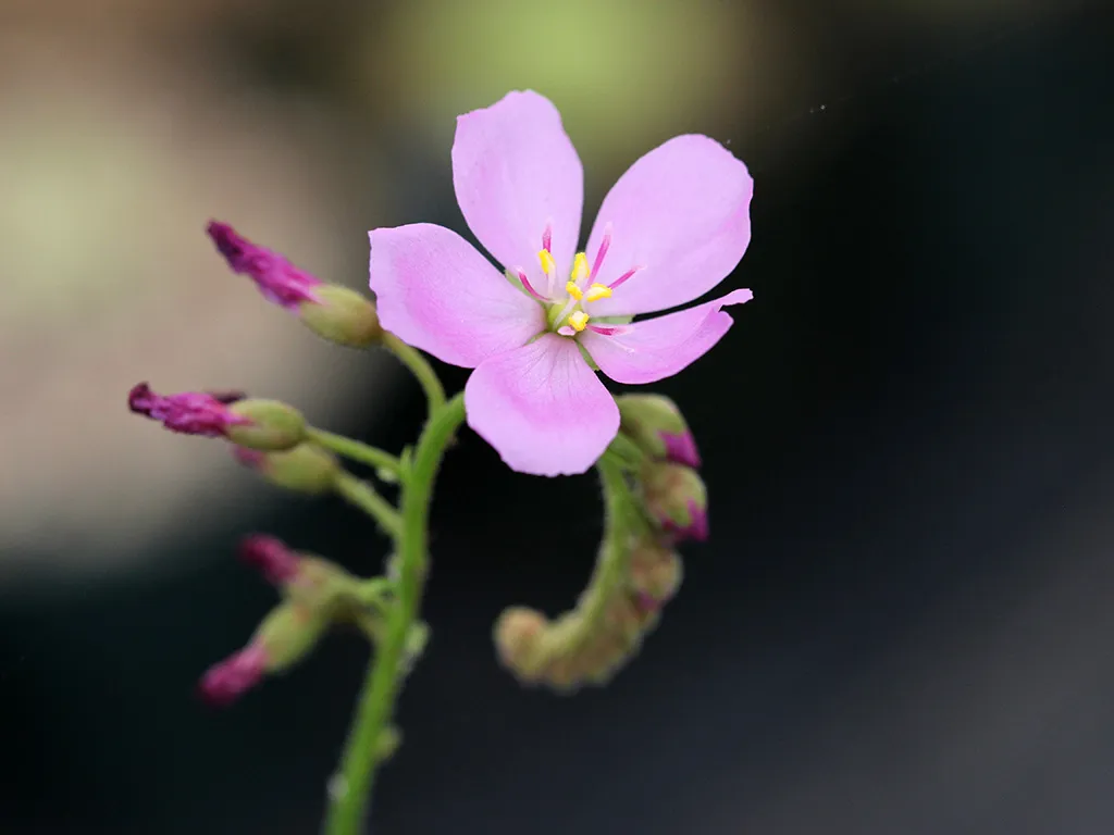 Drosera capensis by David