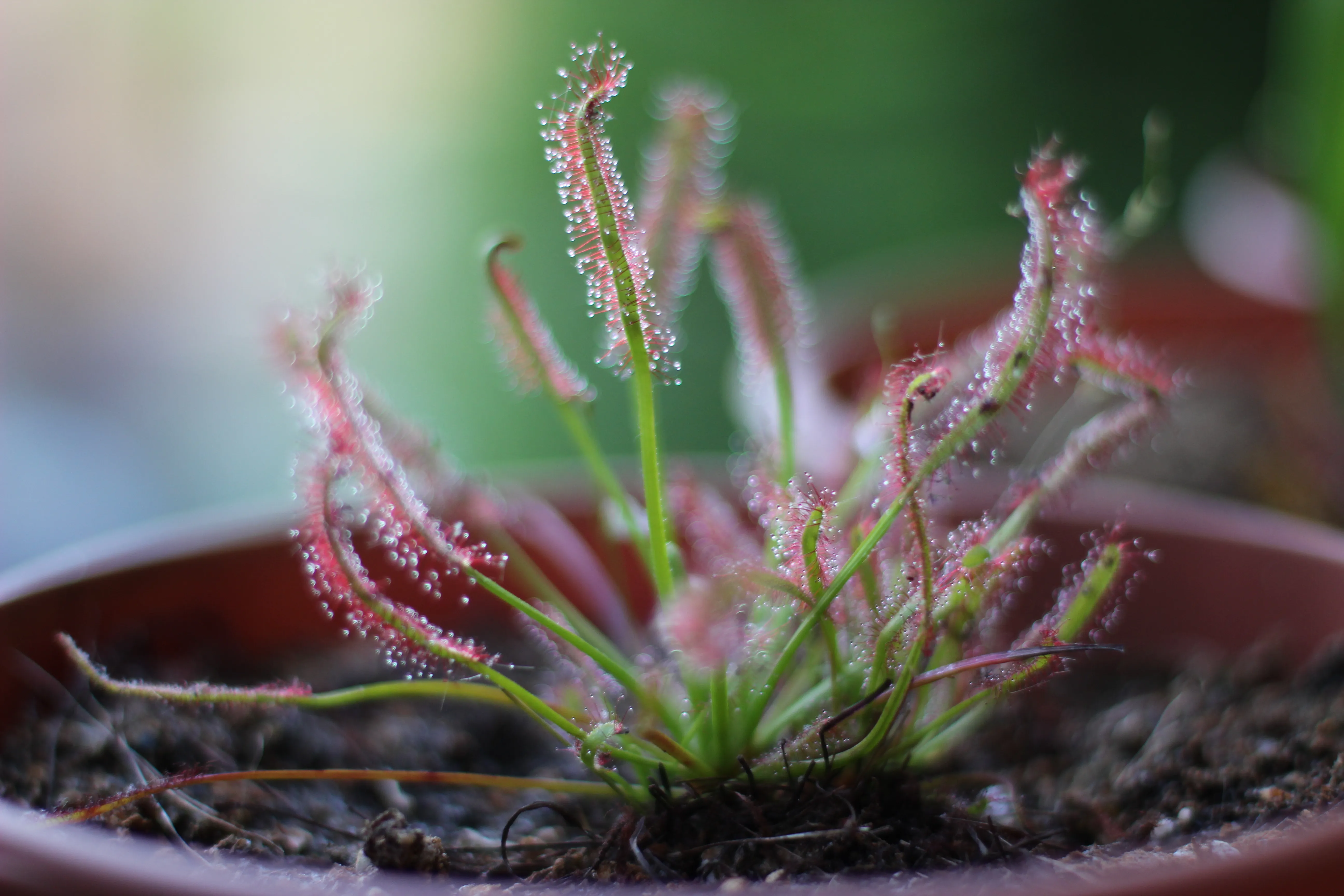 Drosera capensis by David