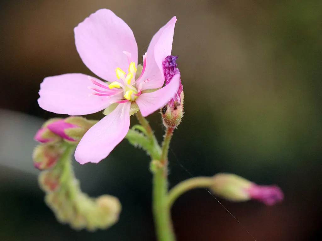 Drosera capensis by David