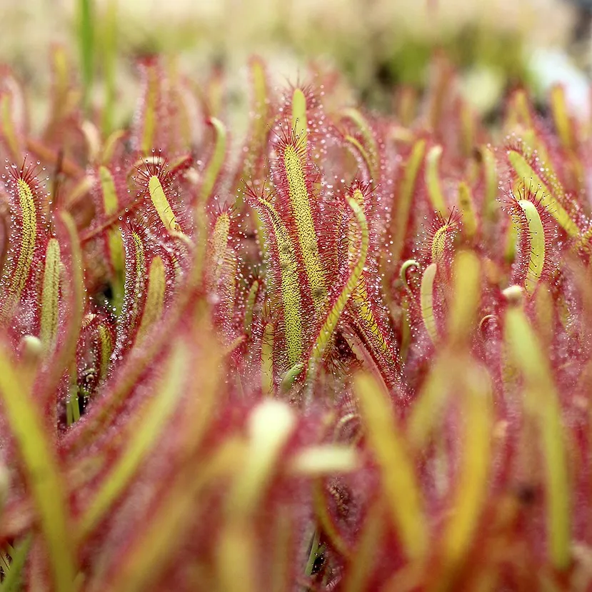 Drosera capensis by David