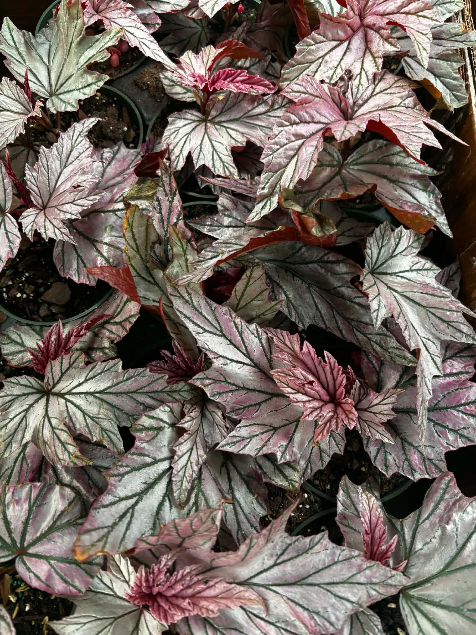 Begonia Lamoon by BloomingHouse