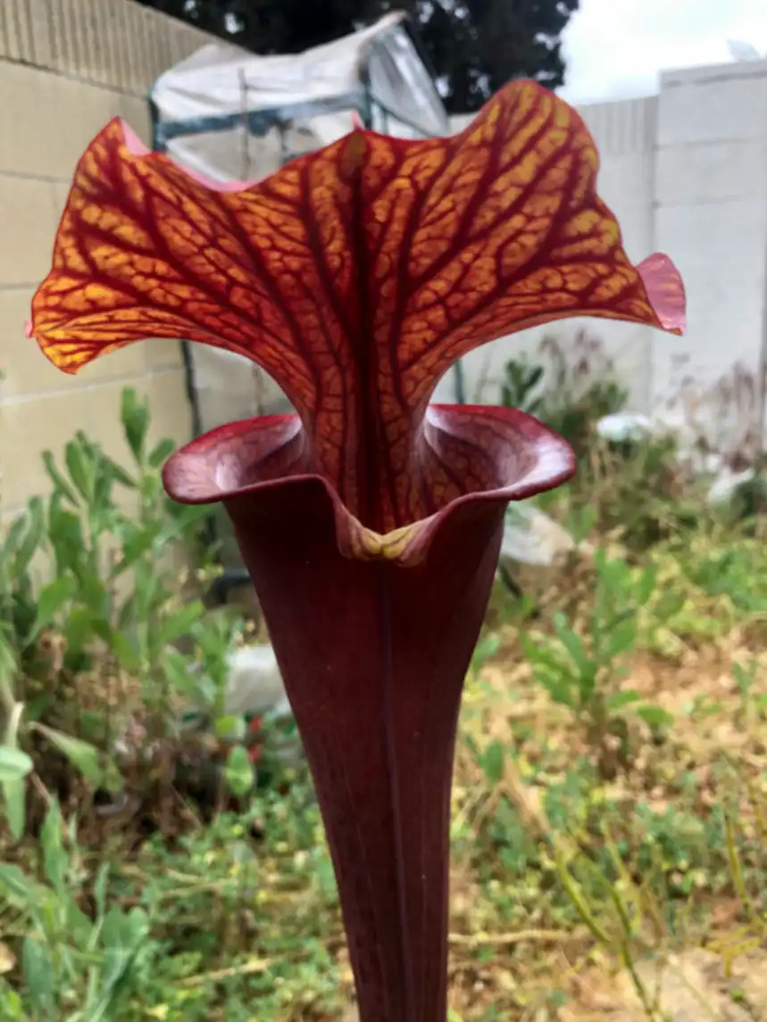 Sarracenia flava 'Alucard ‘Best’' by David