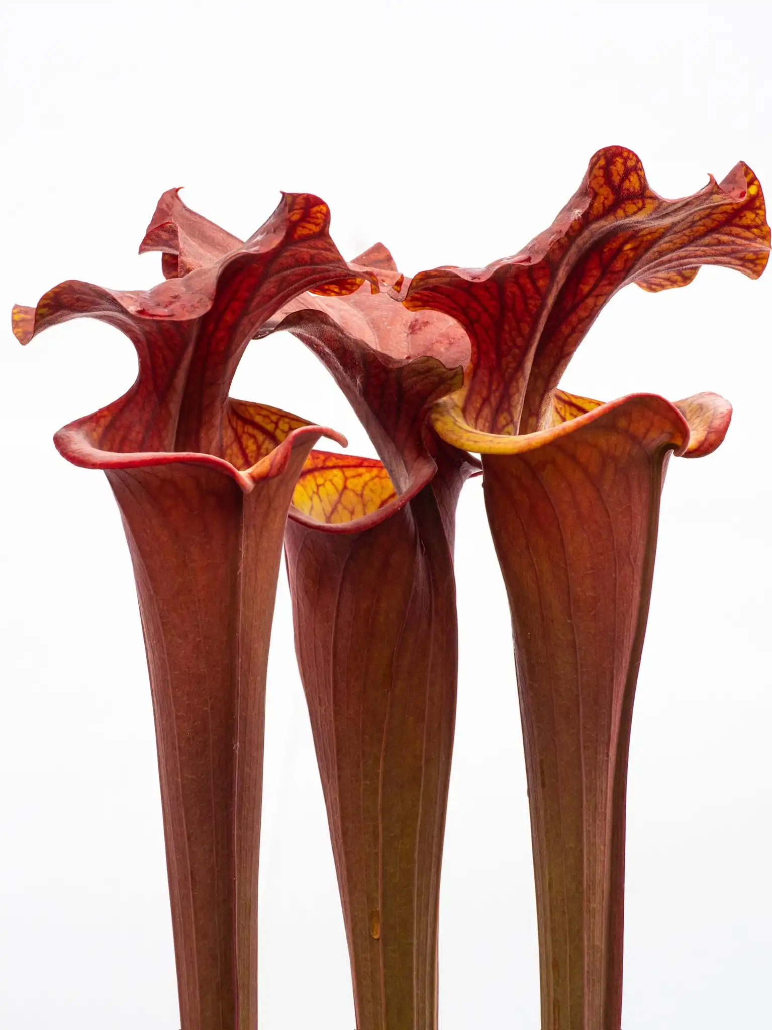 Sarracenia flava 'Alucard ‘Best’' by David