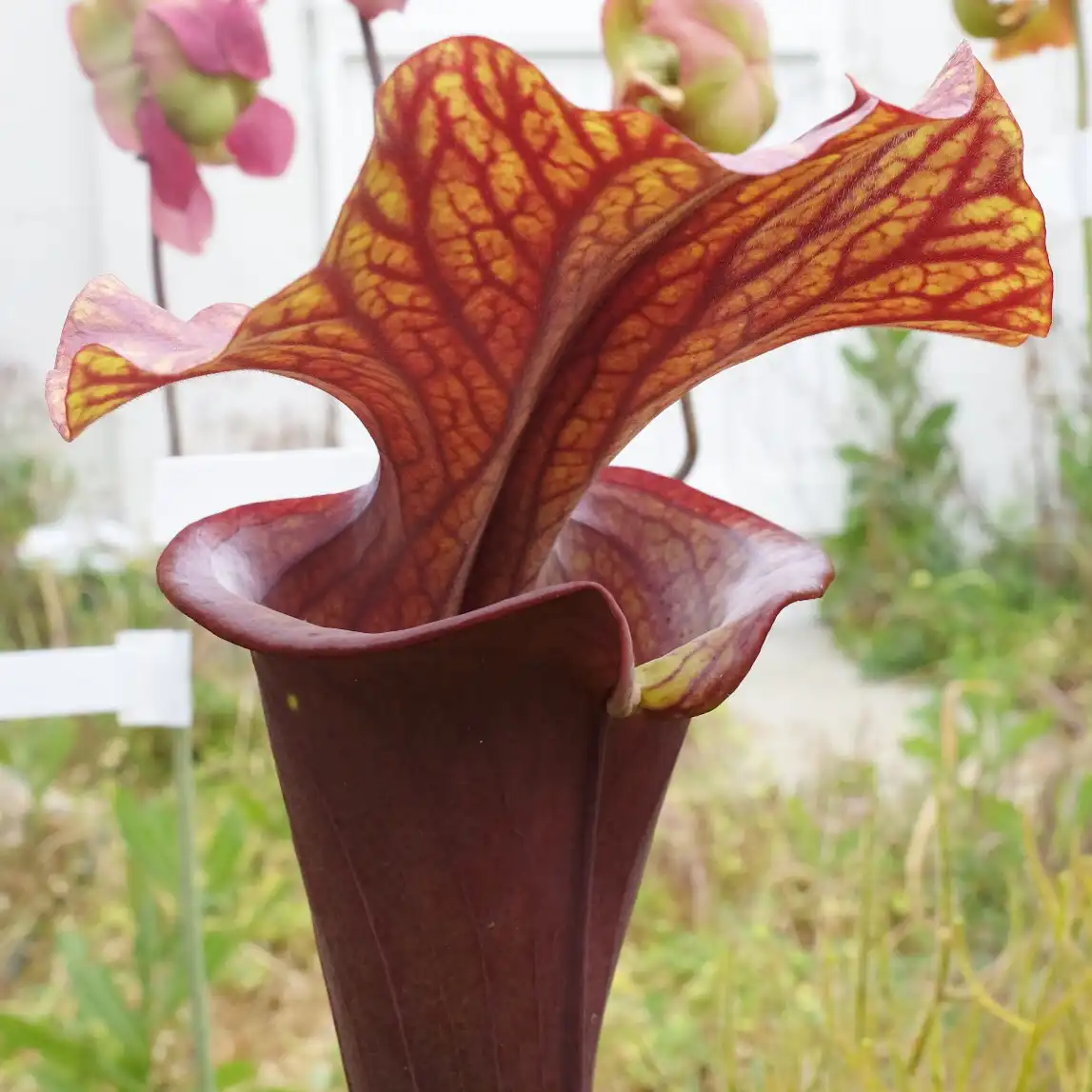 Sarracenia flava 'Alucard ‘Best’' by David