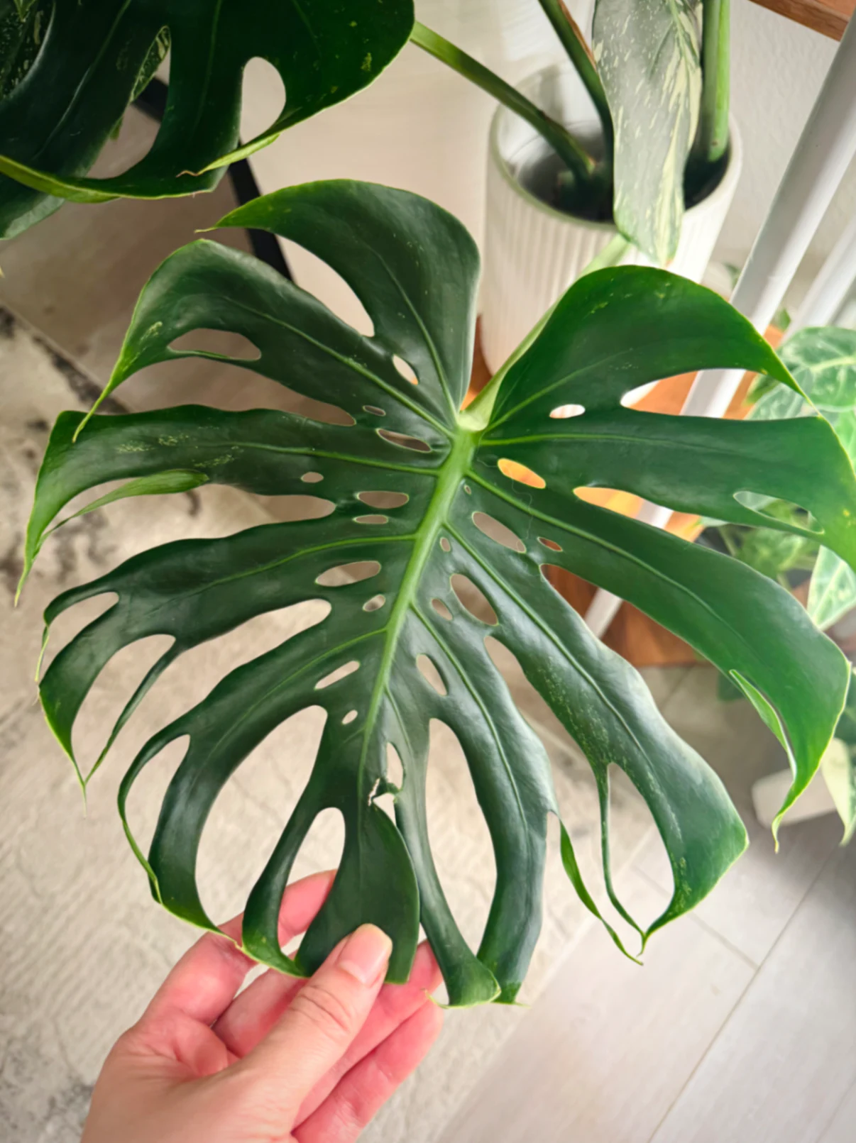 Monstera Deliciosa by Labuleaf