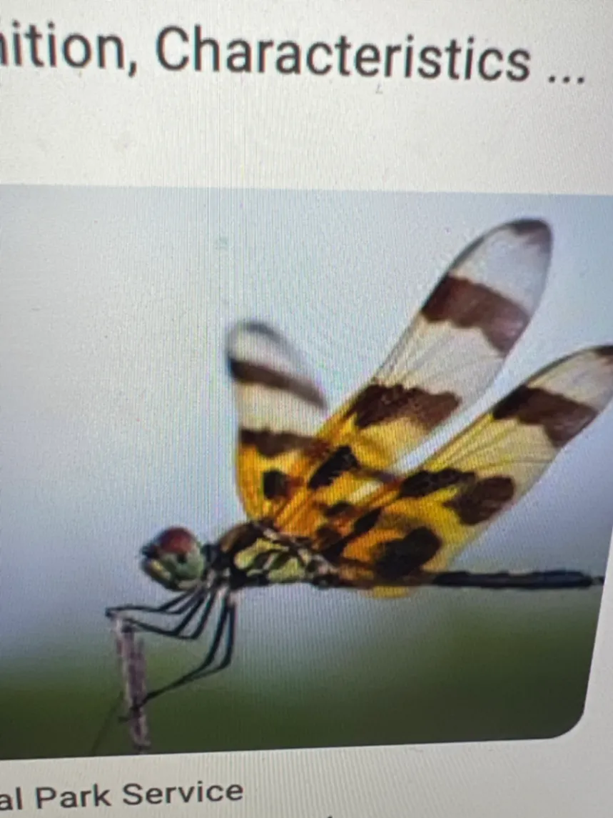 Halloween Pennant Celithemis eponina by markymark