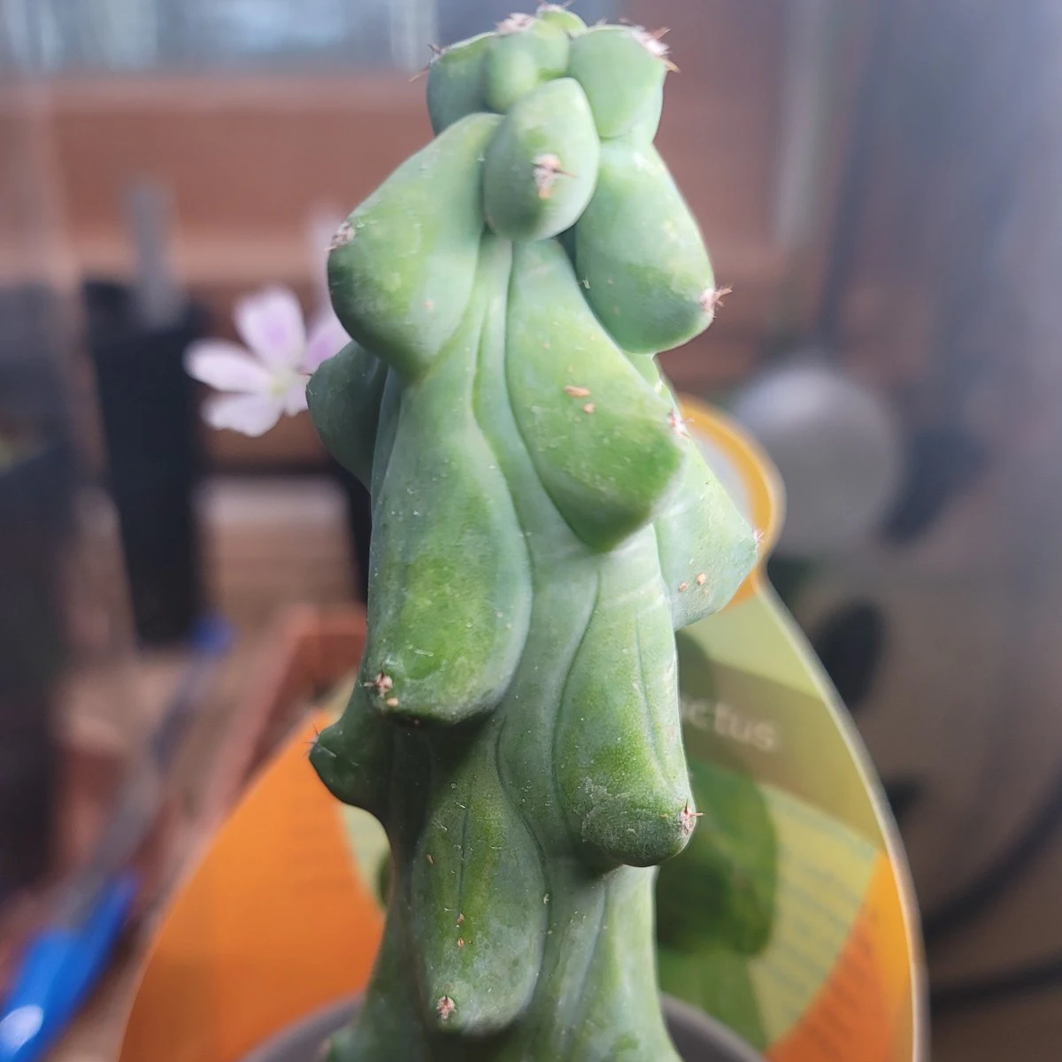 Myrtillocactus geometrizans 'Fukurokuryuzinboku' by atomic-alchemist
