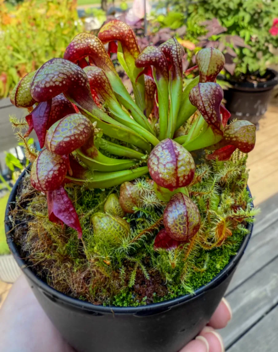 Darlingtonia californica by DoodleBirdTerrariums