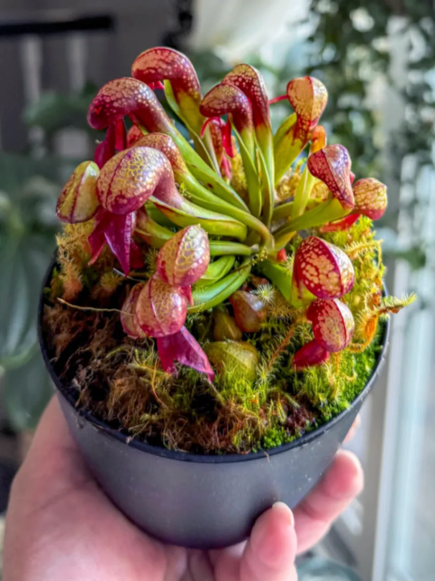 Darlingtonia californica by DoodleBirdTerrariums