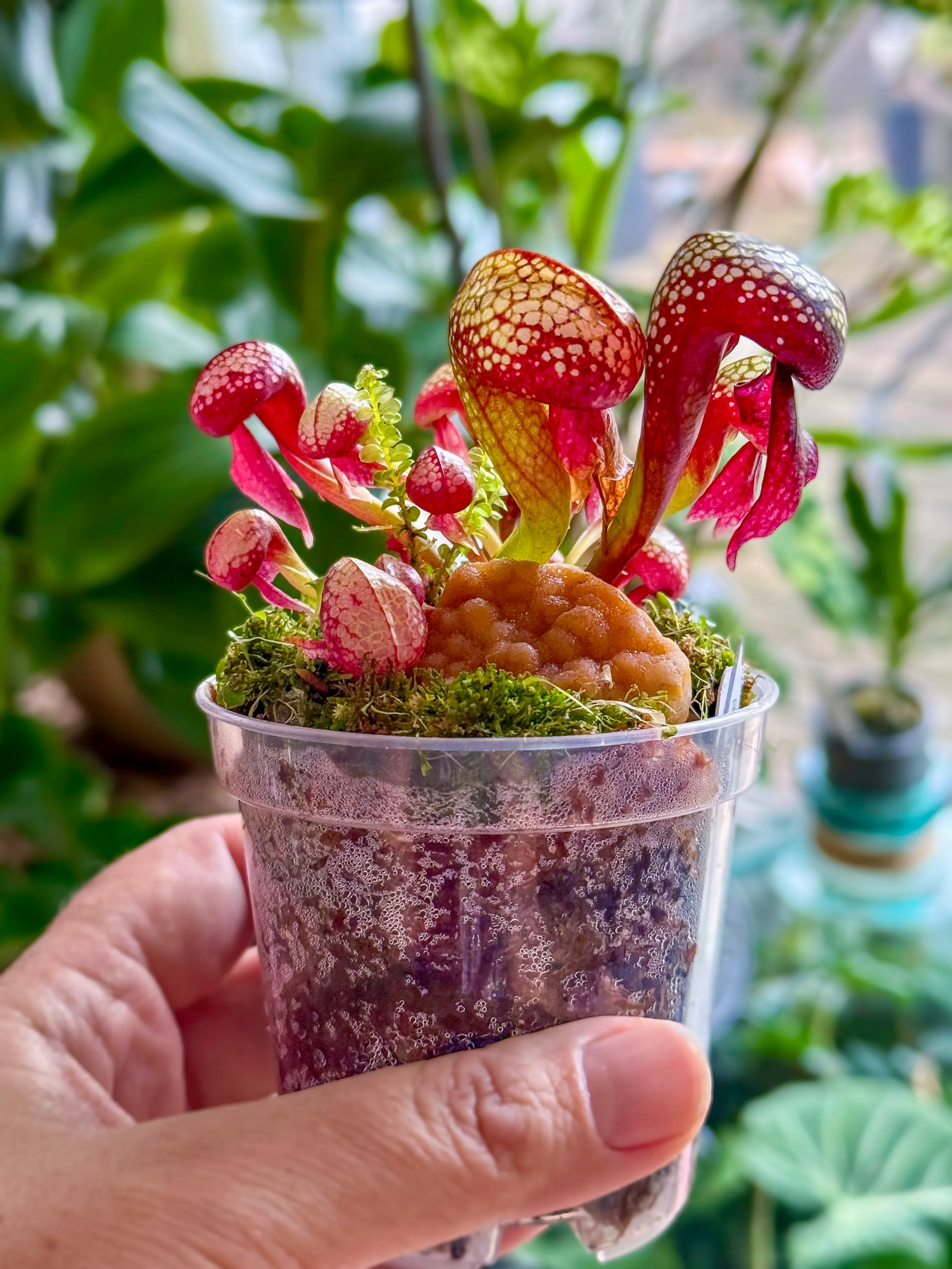 Darlingtonia californica by DoodleBirdTerrariums