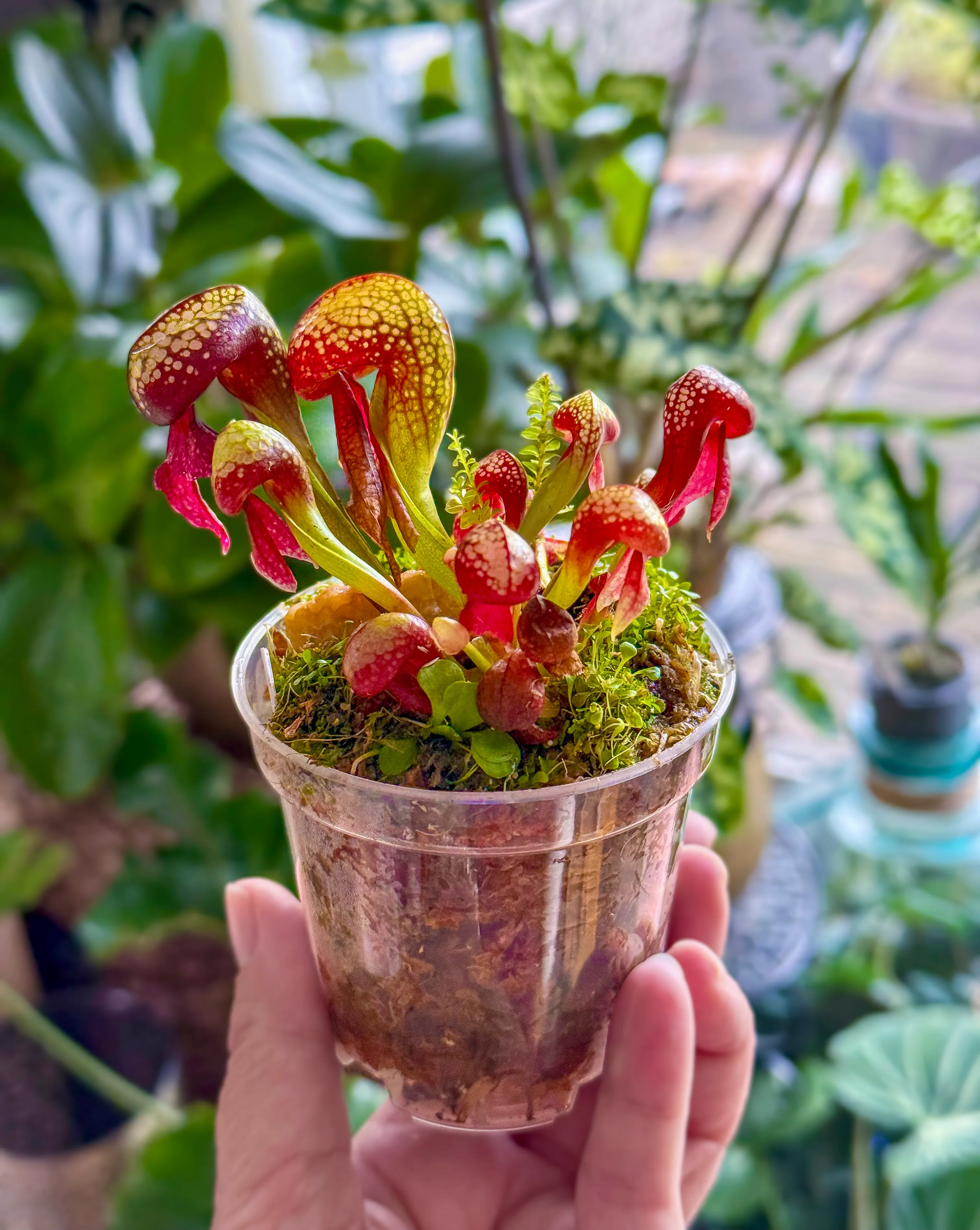 Darlingtonia californica by DoodleBirdTerrariums