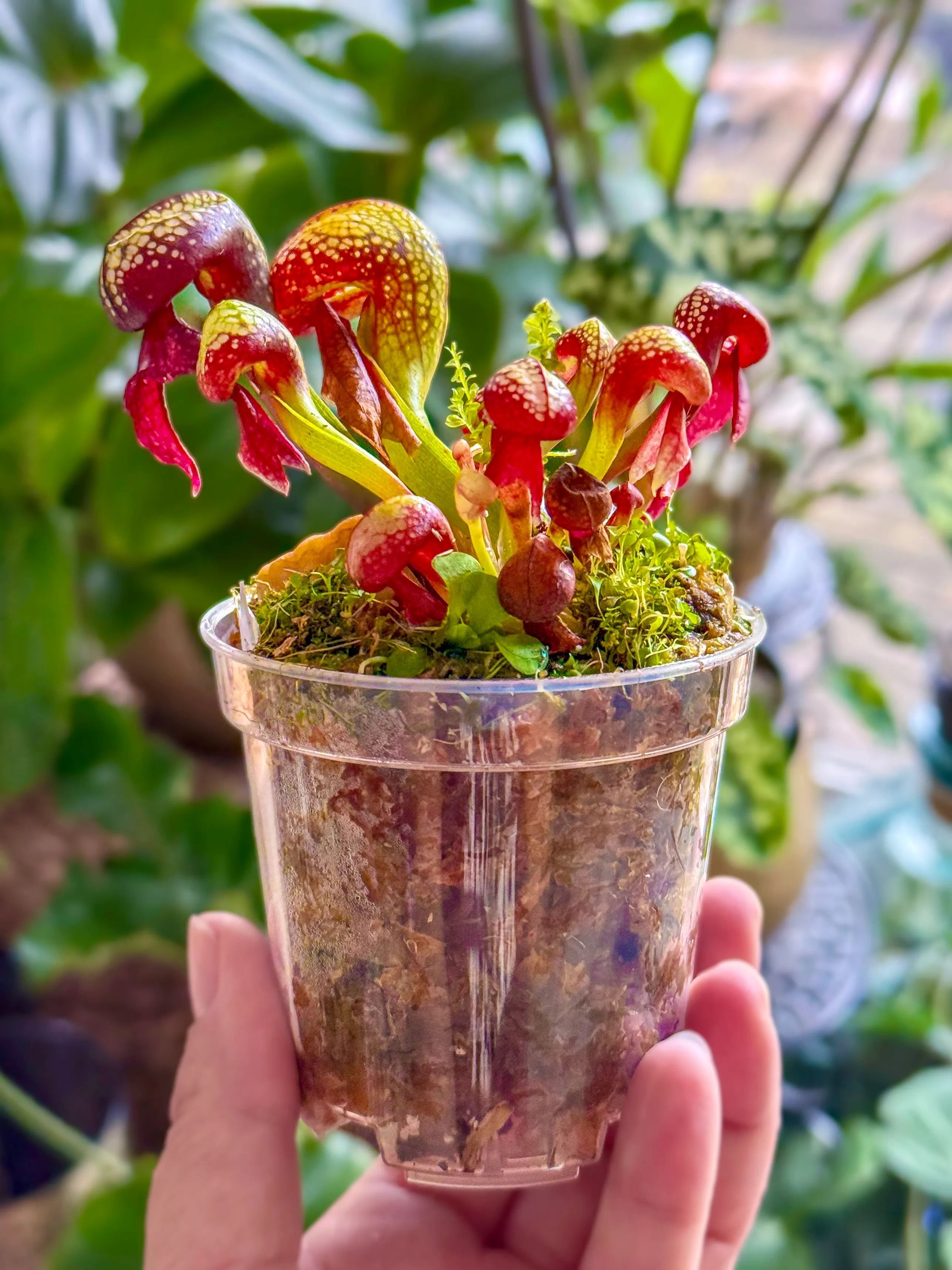 Darlingtonia californica by DoodleBirdTerrariums