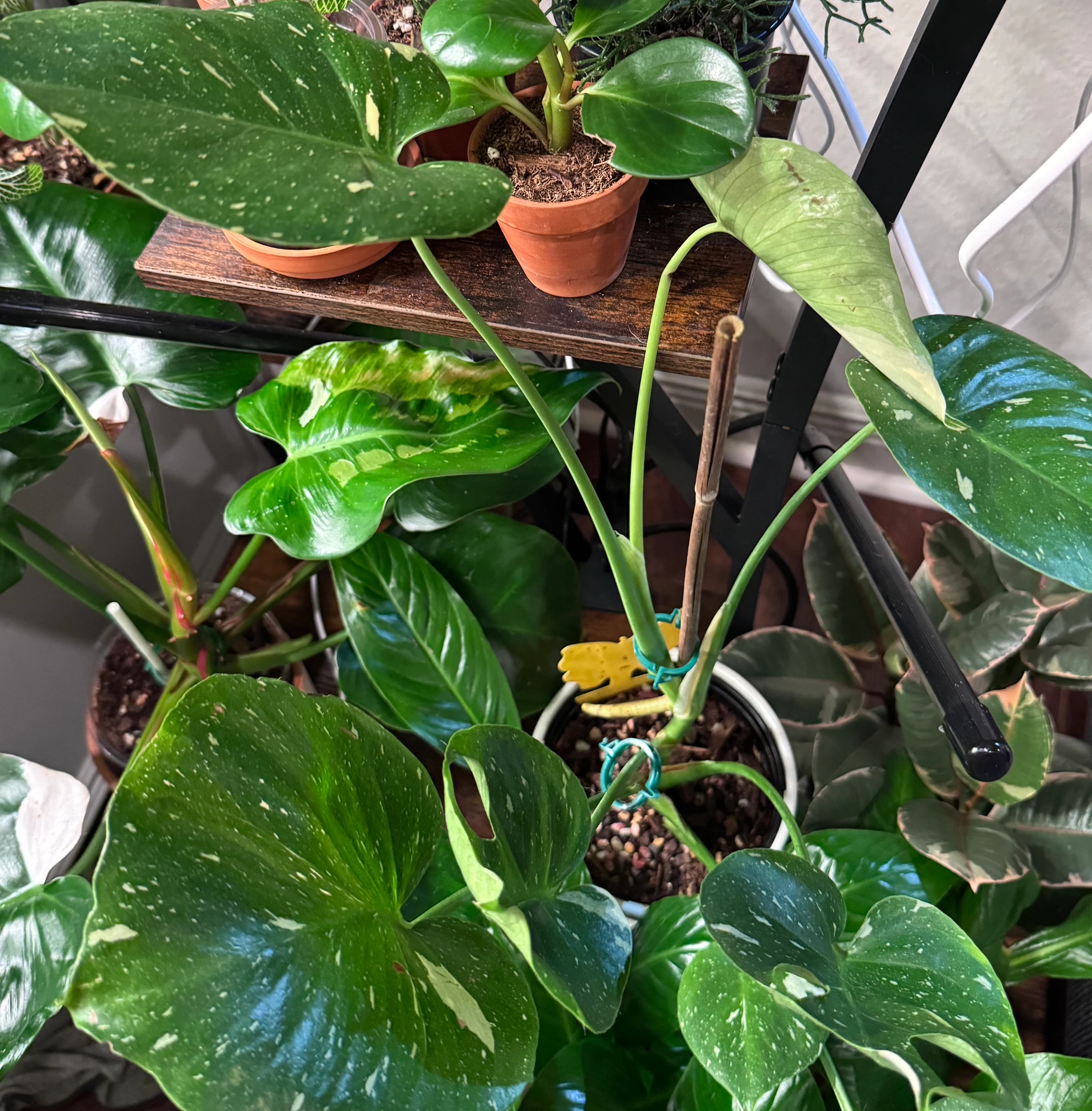 Philodendron 'Pink 'Pink Princess' by katcollects