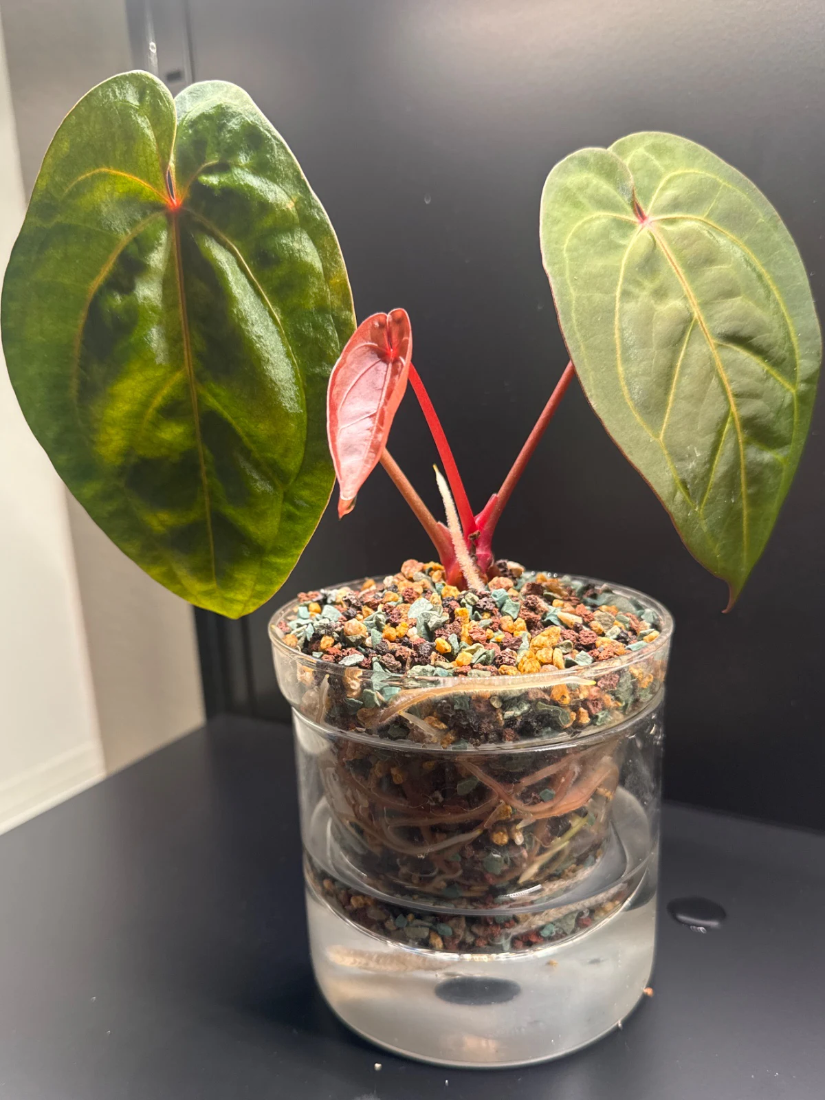 Anthurium by Zharia