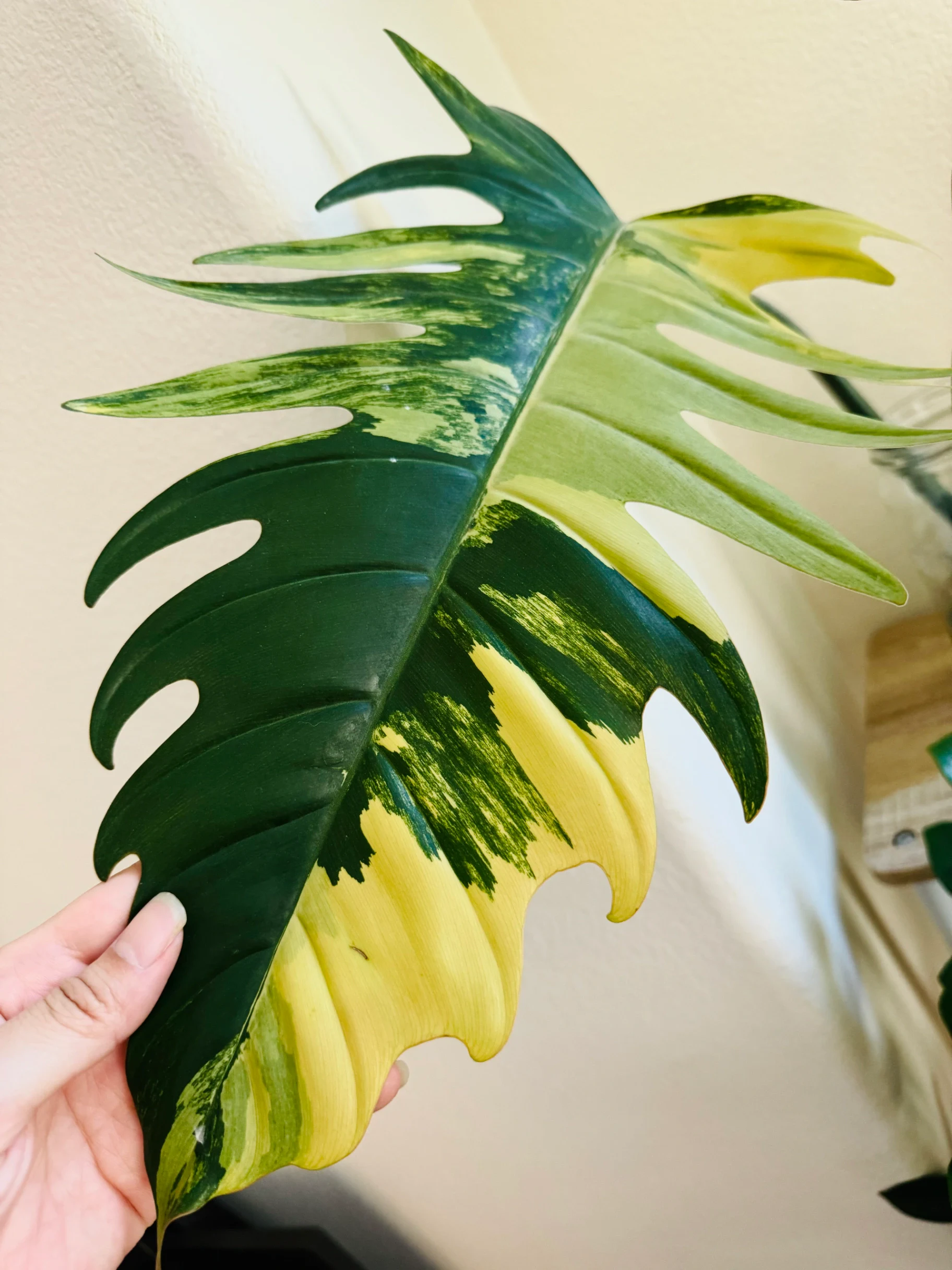 Philodendron Caramel Marble by Labuleaf