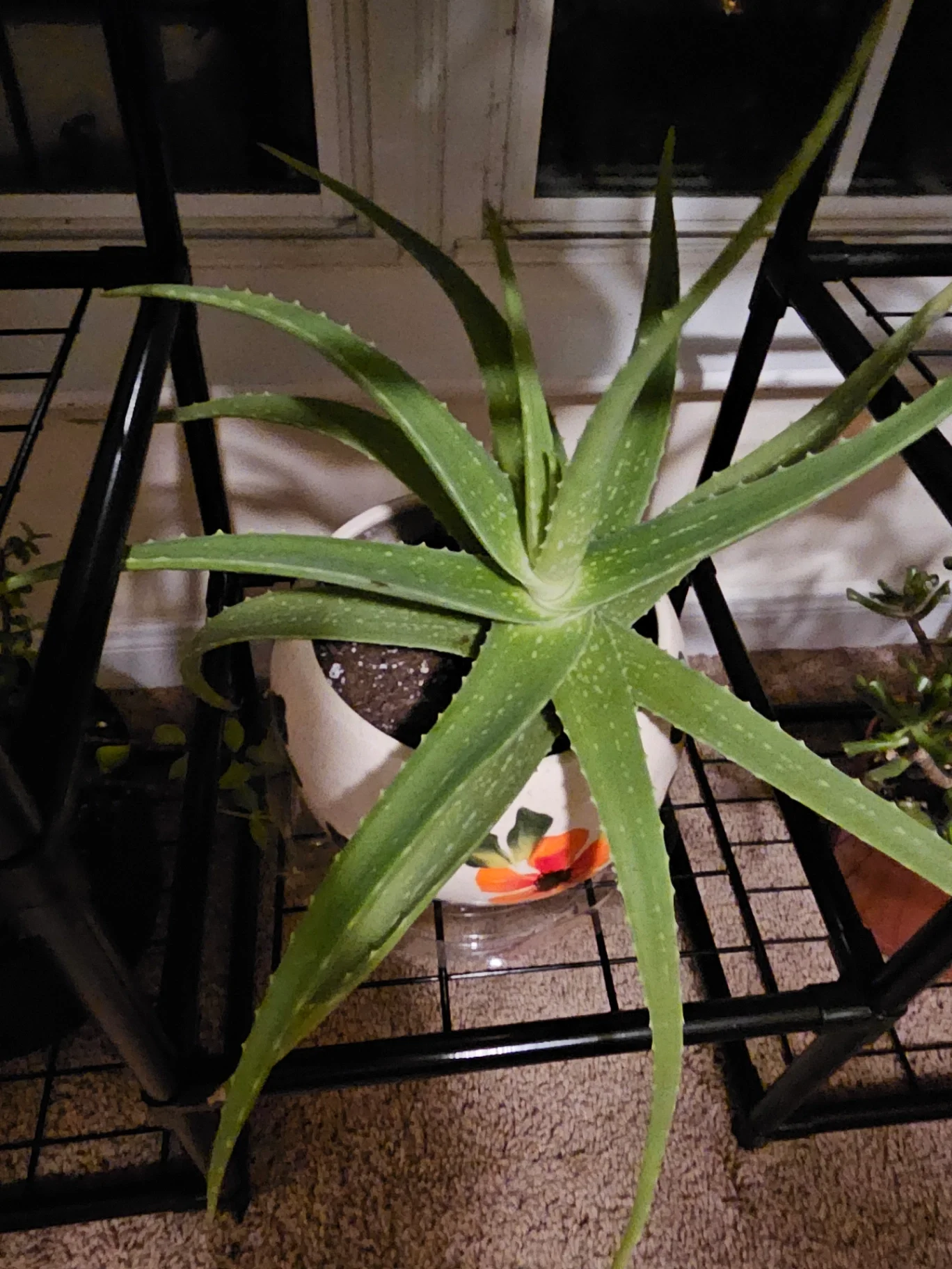Aloe vera by Mslatinatx73
