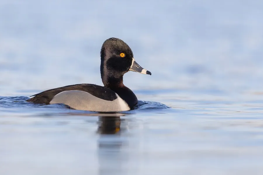 Ring-necked Duck Aythya collaris by genevieve