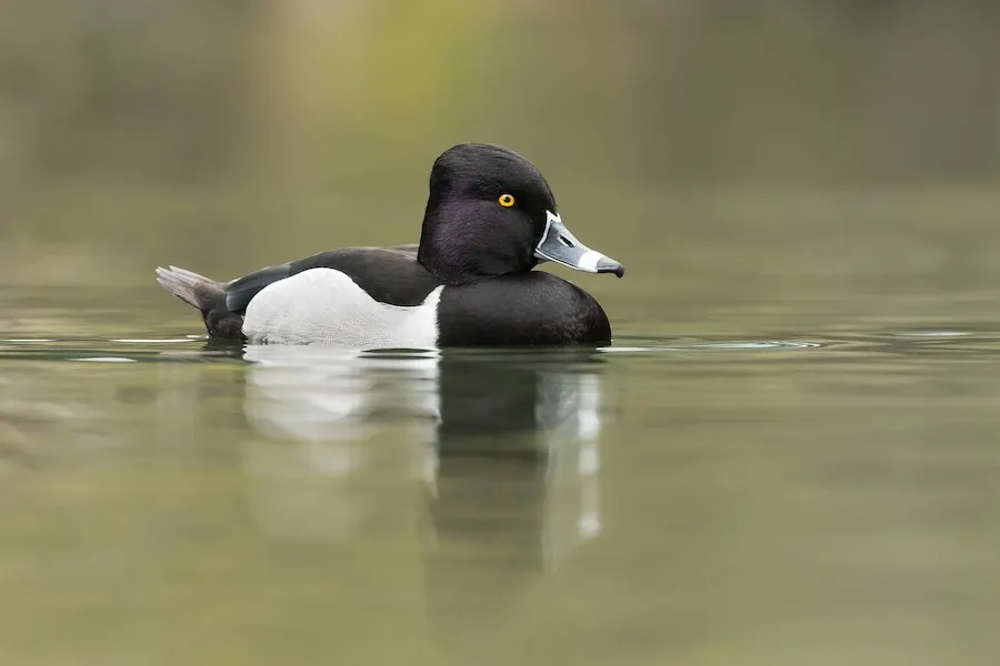 Ring-necked Duck Aythya collaris by genevieve