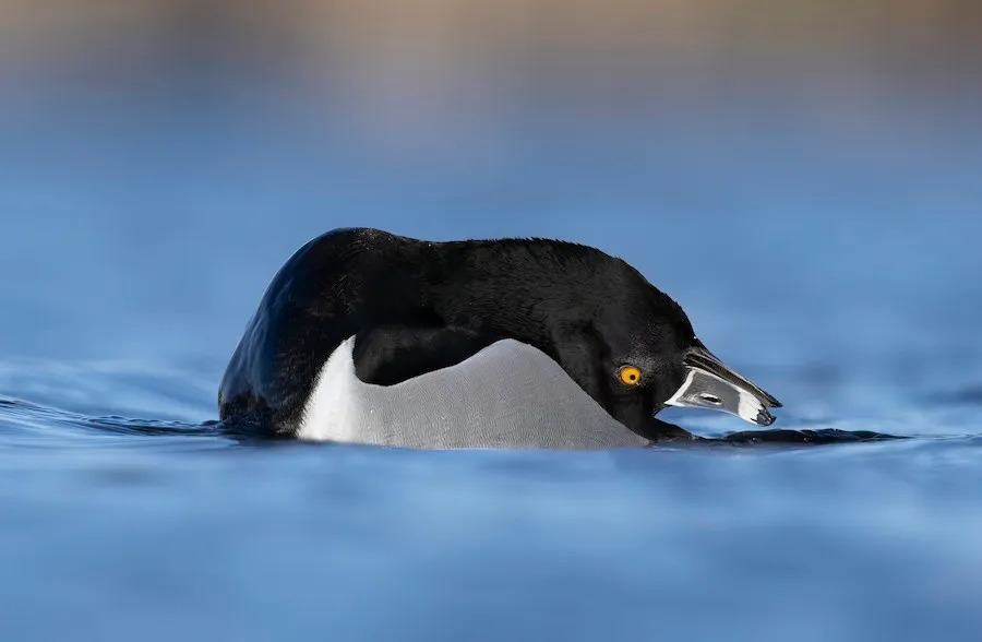 Ring-necked Duck Aythya collaris by genevieve